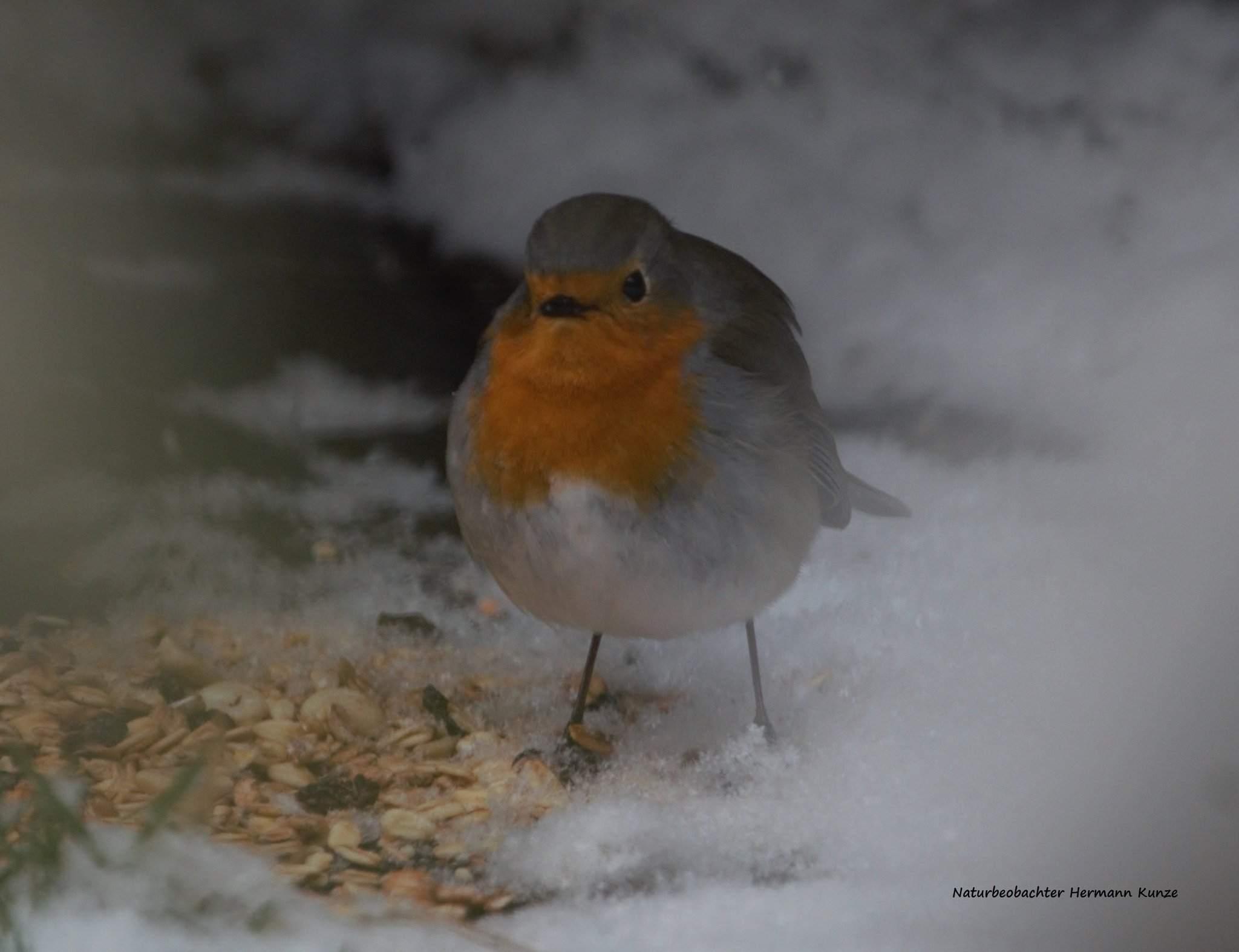 Rotkehlchen auf Futtersuche (Foto: Hermann Kunze)