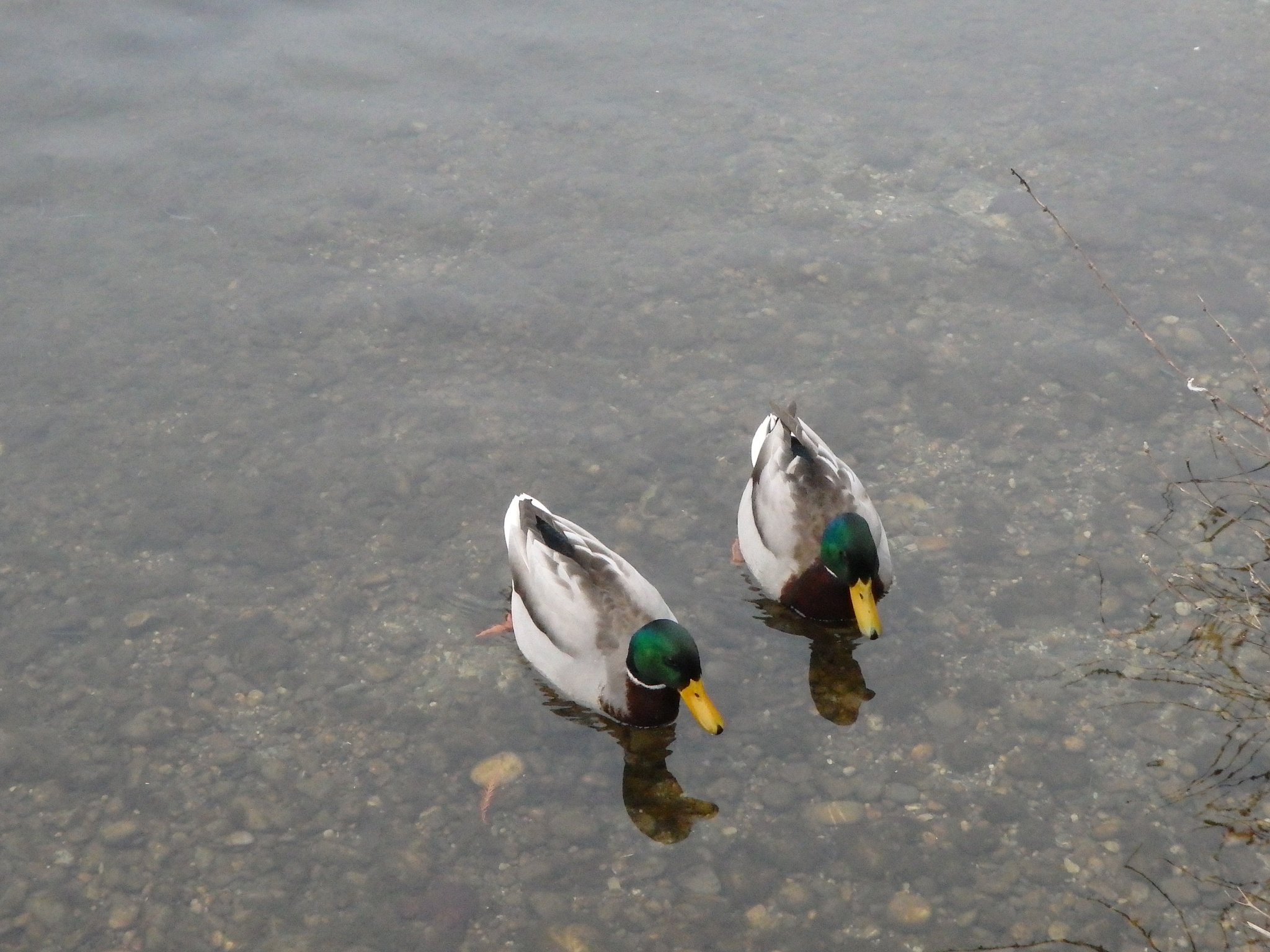 Stockenten in der Neuen Welt Memmingen (Foto: Thomas Stange)