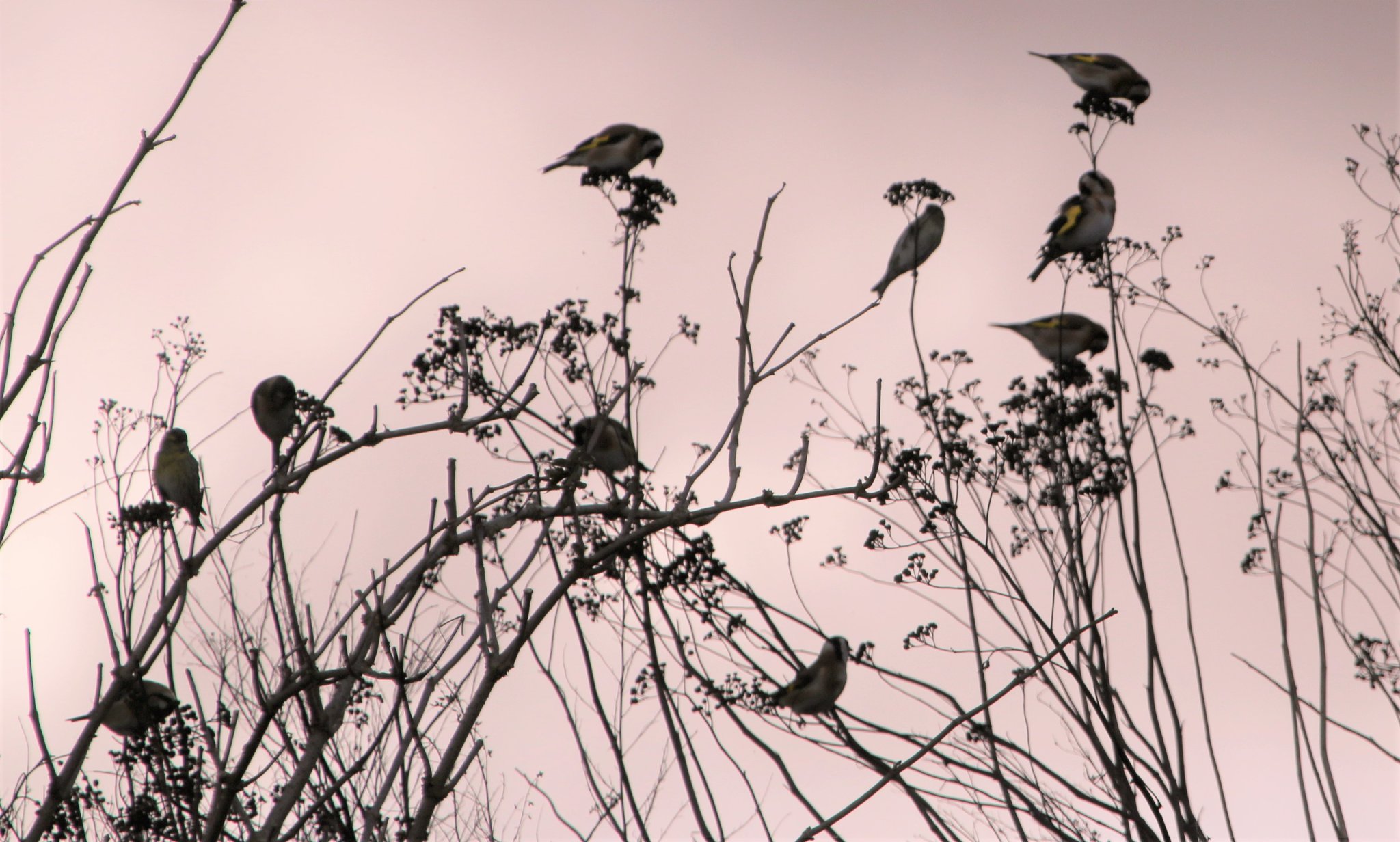 Distelfinken oder auch Stieglitze genannt, lieben die stehgengelassenen Gräser und Stauden (Foto: Hermann Kunze)