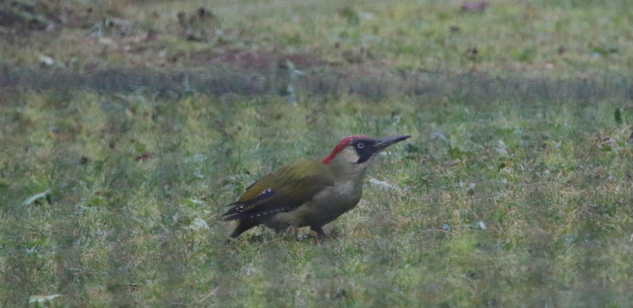 Dieser Grünspecht traut sich in einen Vorgarten in einer Wohnsiedlung (Foto: Hermann Kunze)