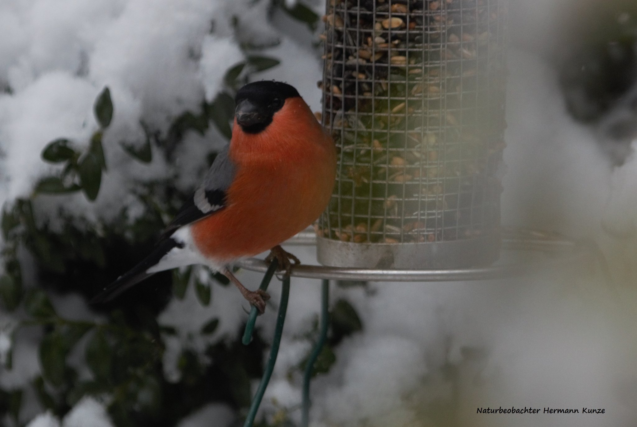 Gimpel (Foto: Hermann Kunze)
