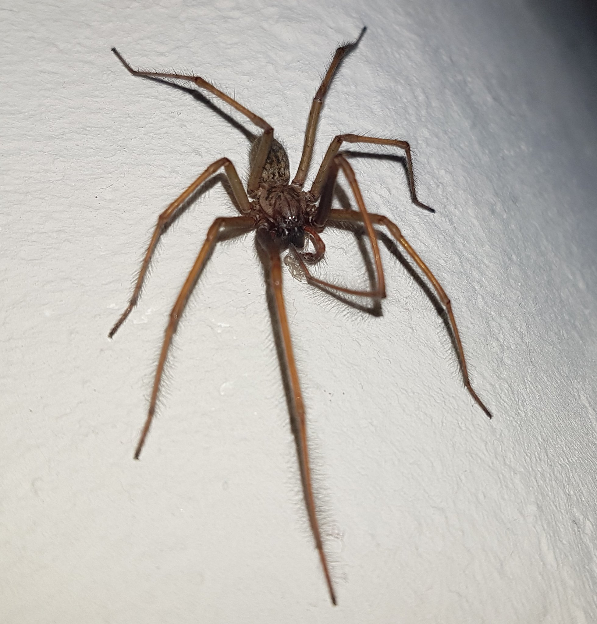 Rostrote Winkelspinne. Spinnen im Haus, gutes Zeichen für Raumklima! (Foto: Hermann Kunze)