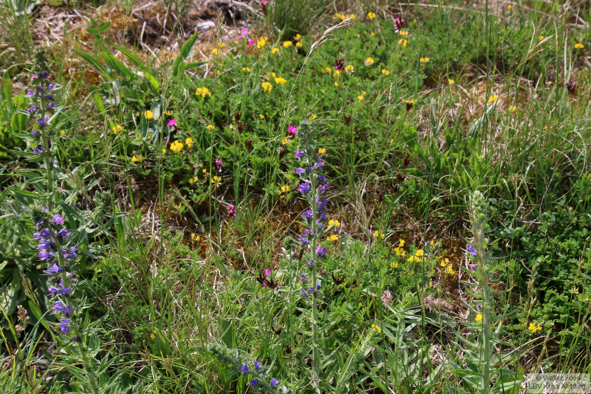 Foto: Walter Foag / LBV Altötting