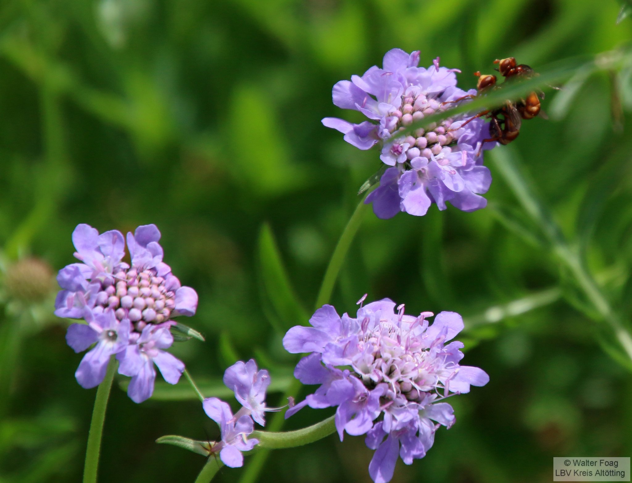 Foto: Walter Foag / LBV Altötting