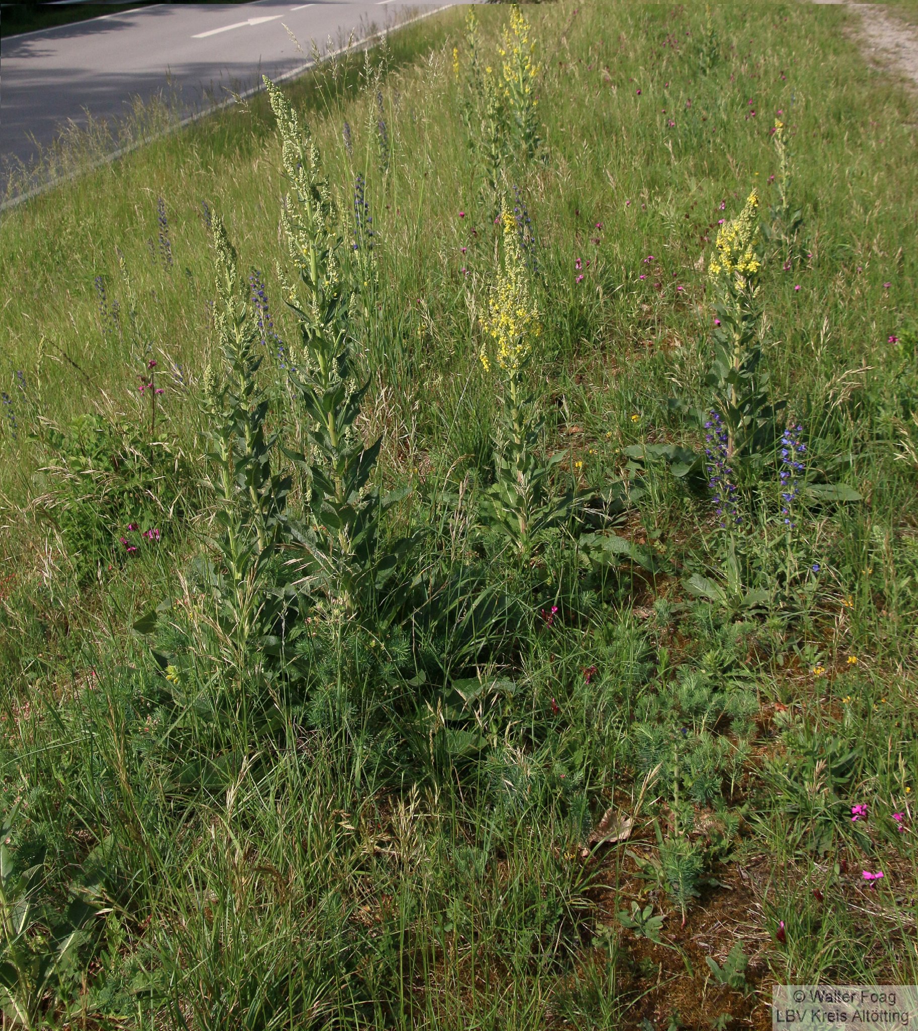 Foto: Walter Foag / LBV Altötting