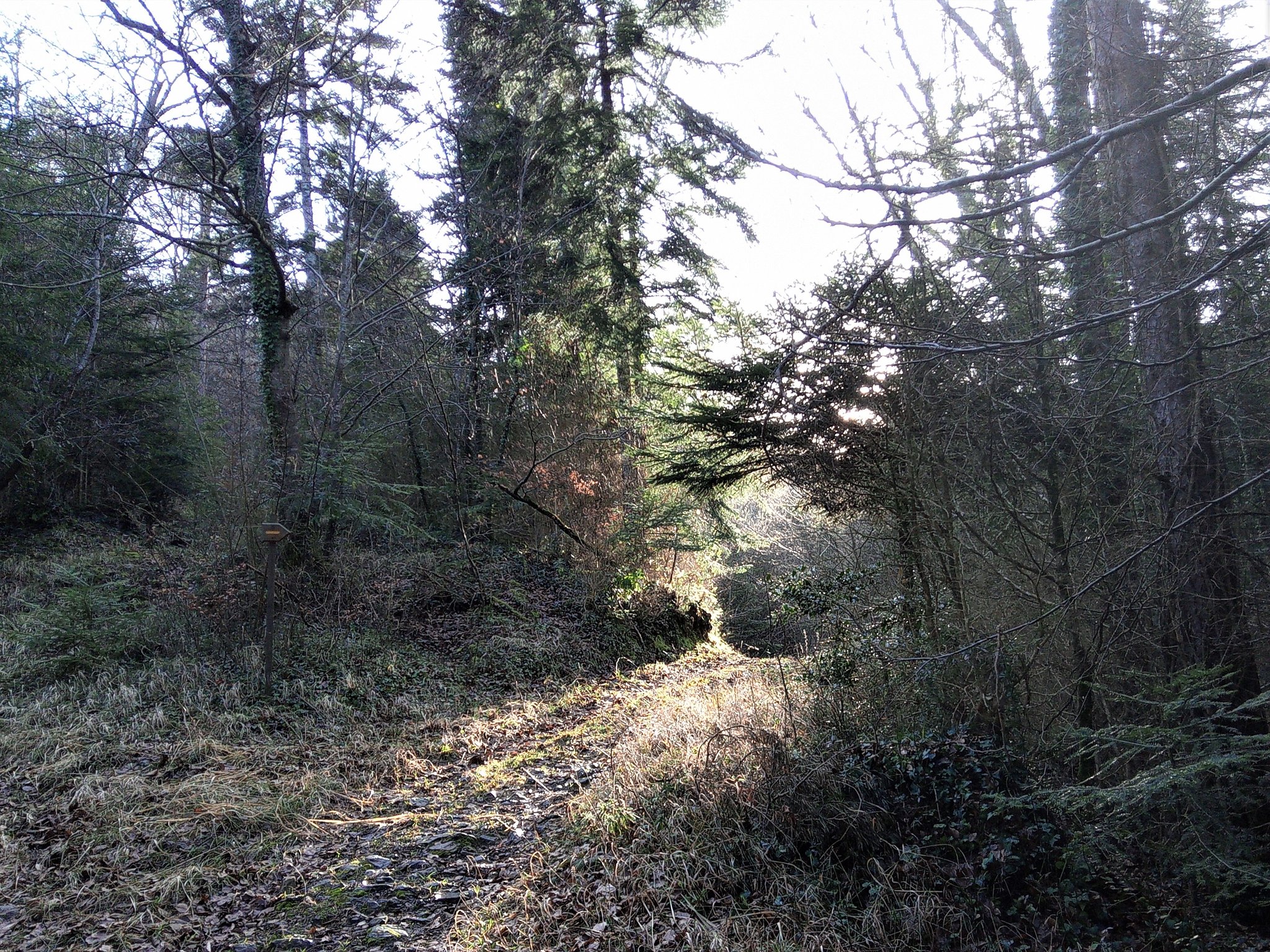 Un chemin en forêt, le long des ruisseaux...