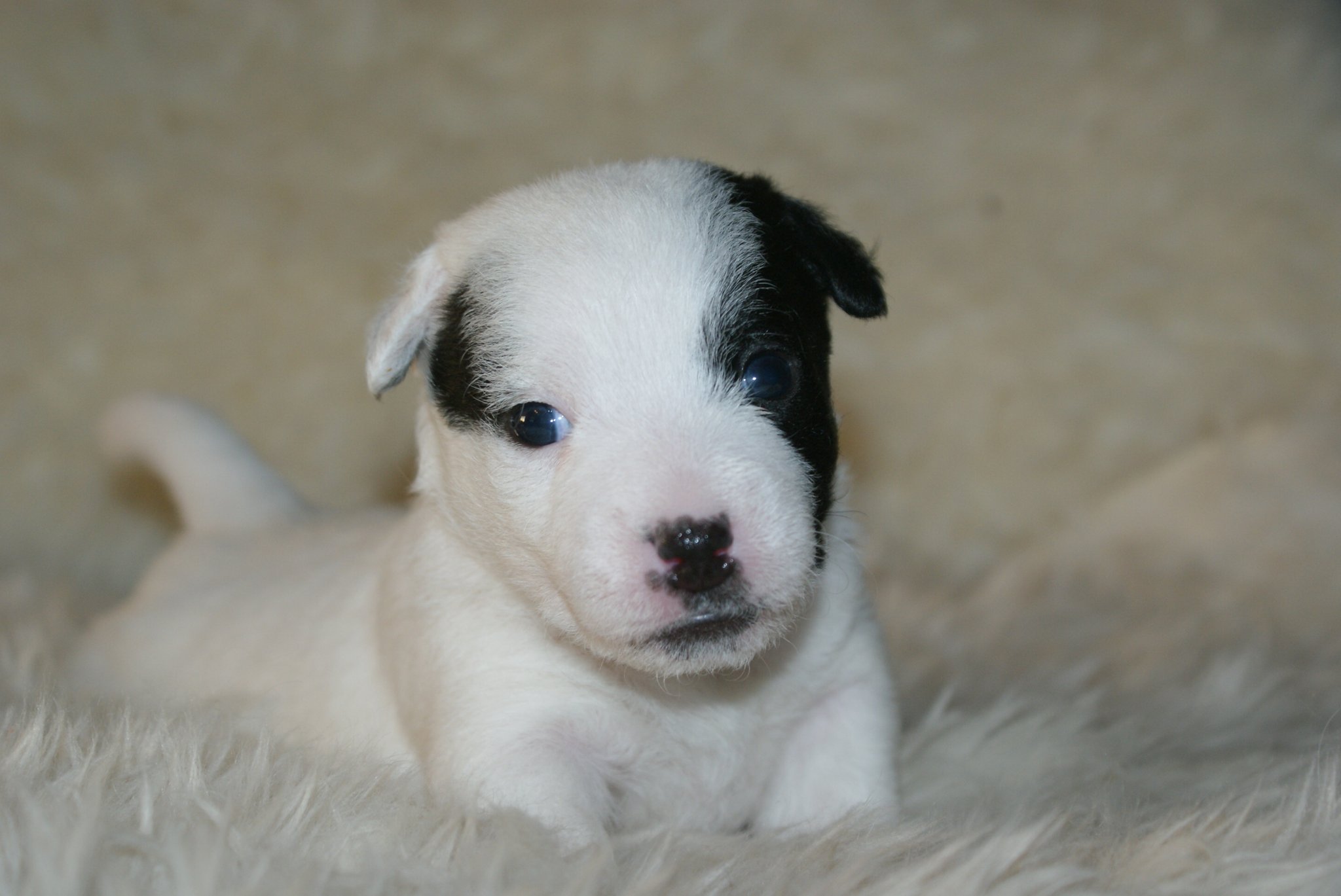 Hündin 4 weiss/schwarz