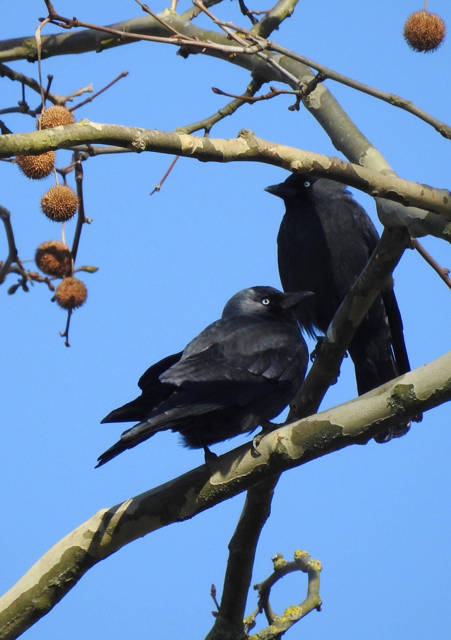 Auch die Dohlen scheinen die wärmenden Sonnenstrahlen zu genießen.