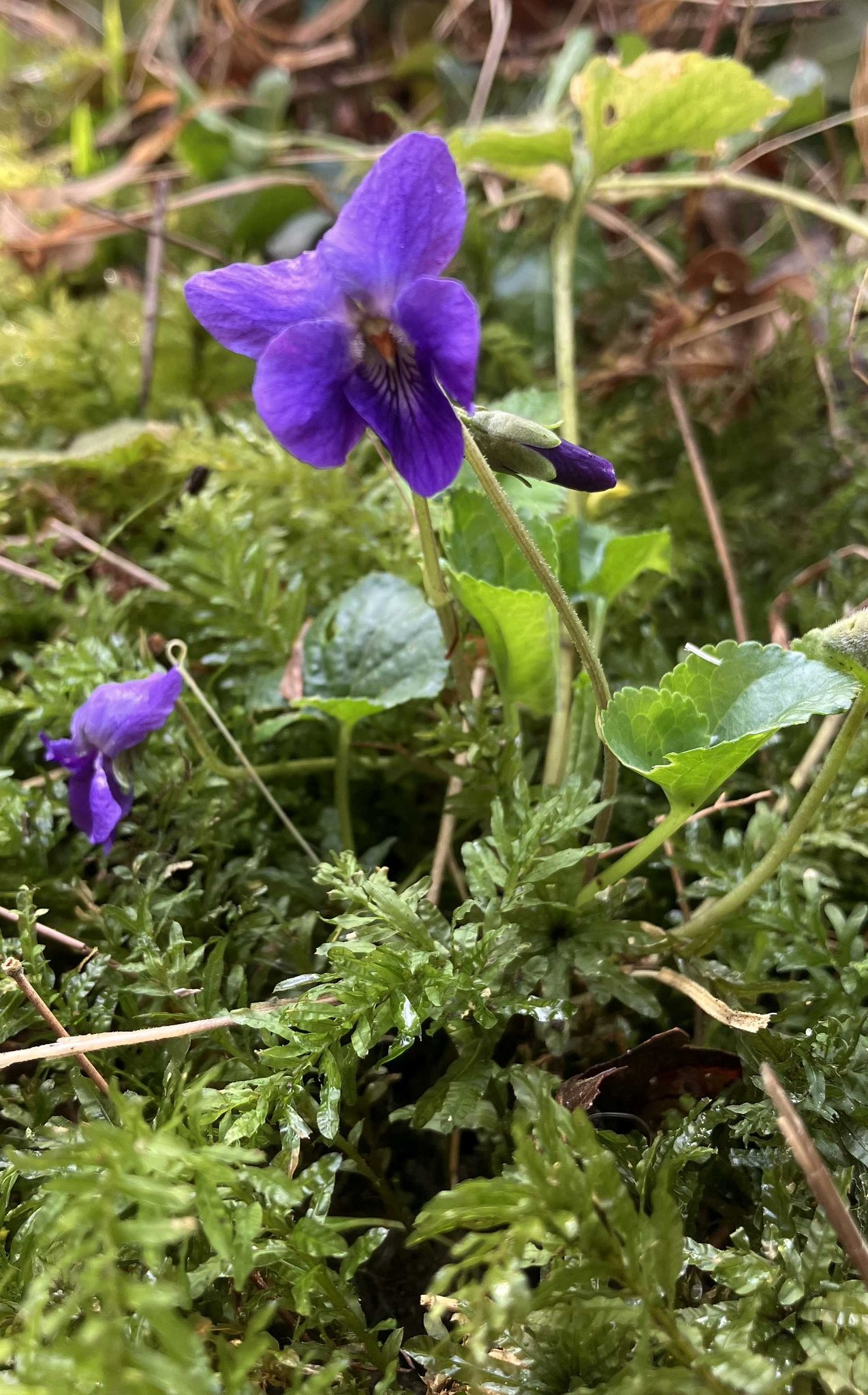 Das Märzen- oder Wohlriechende Veilchen