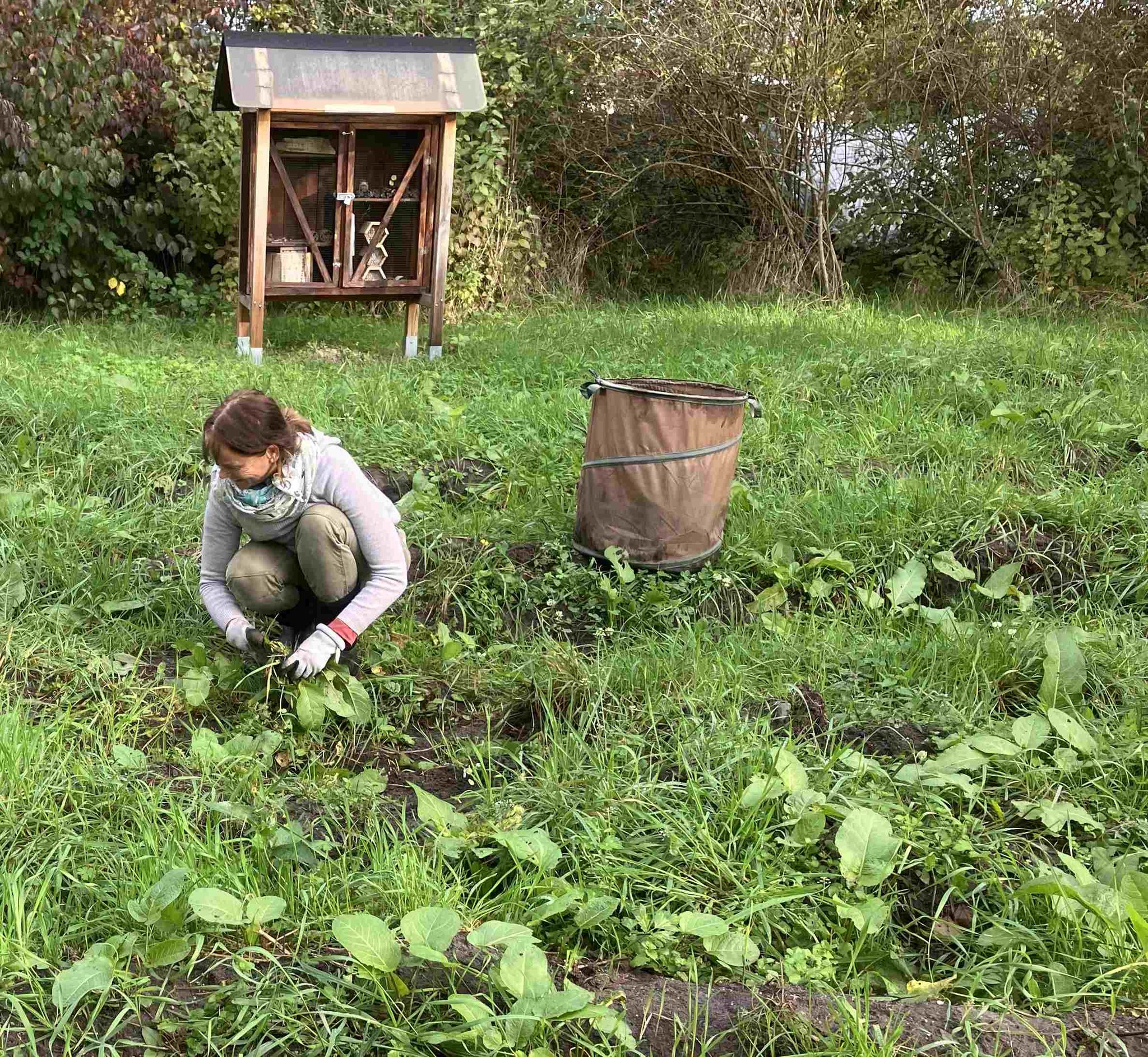 Der Krause Ampfer wurde durch Ausrupfen dezimiert