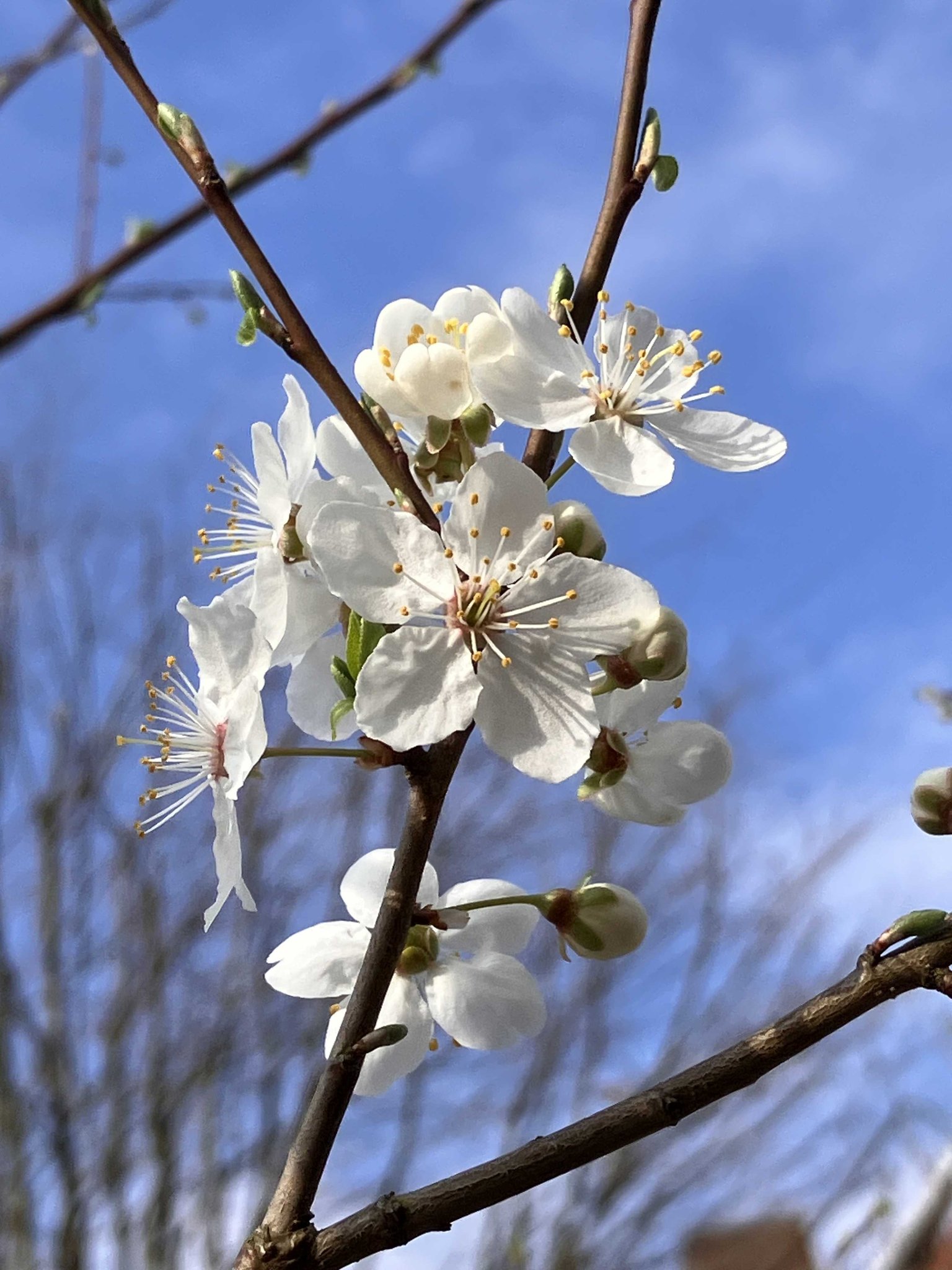 Die Kirschpflaume öffnet ihre Blüten …