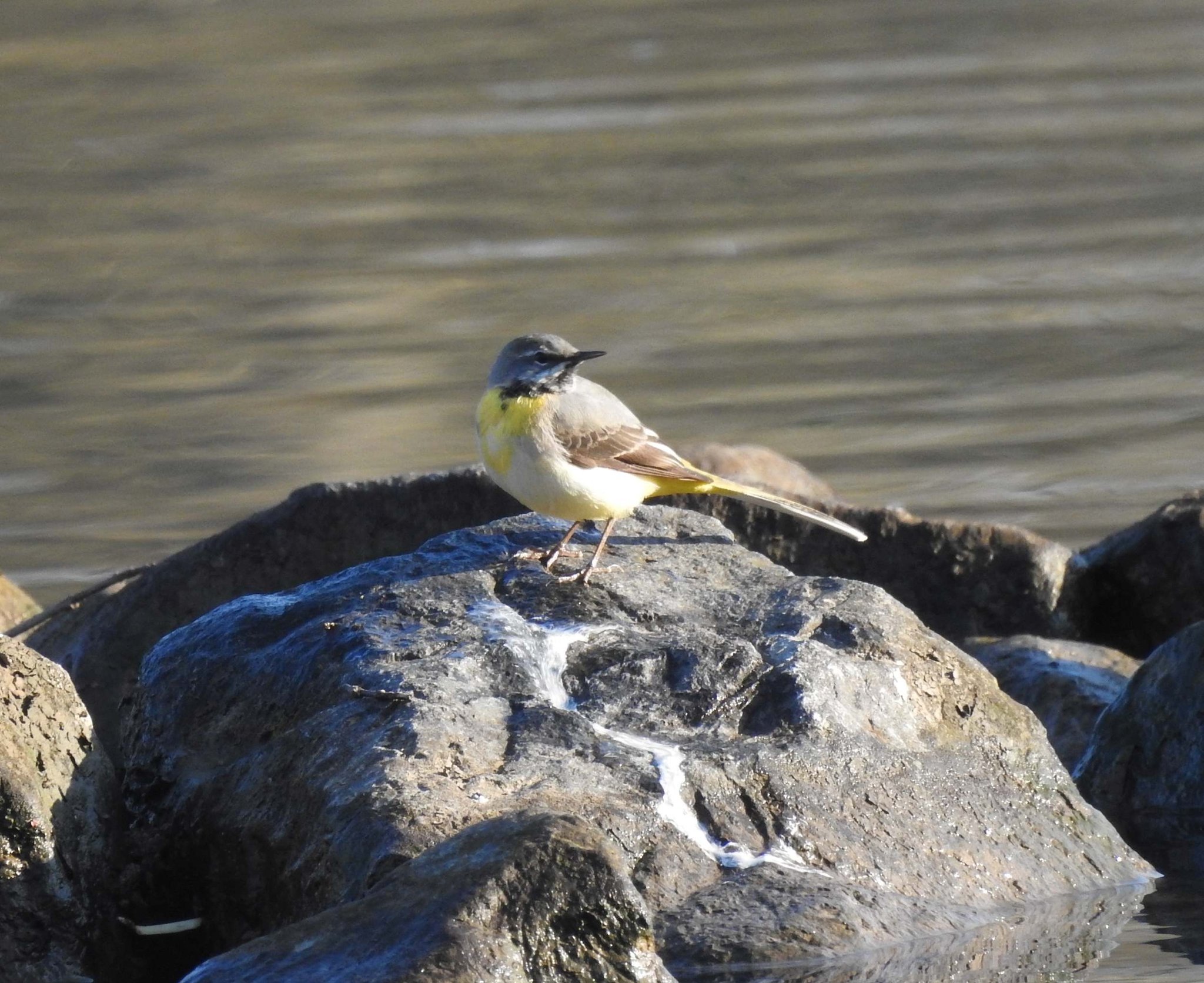Gebirgsstelze am Mainufer