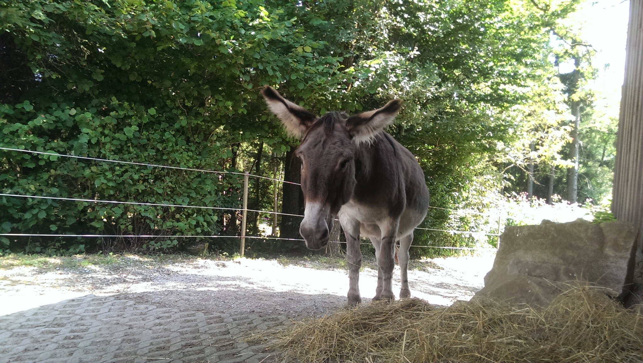 ... gibt es einen Mittagssnack am Stall