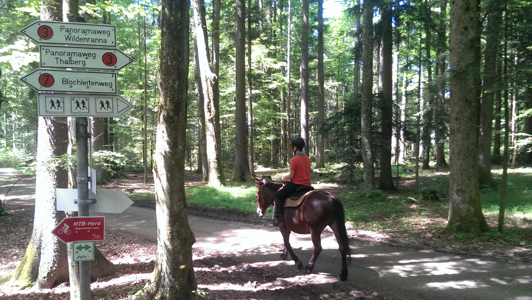 Ausritt im Frühsommer