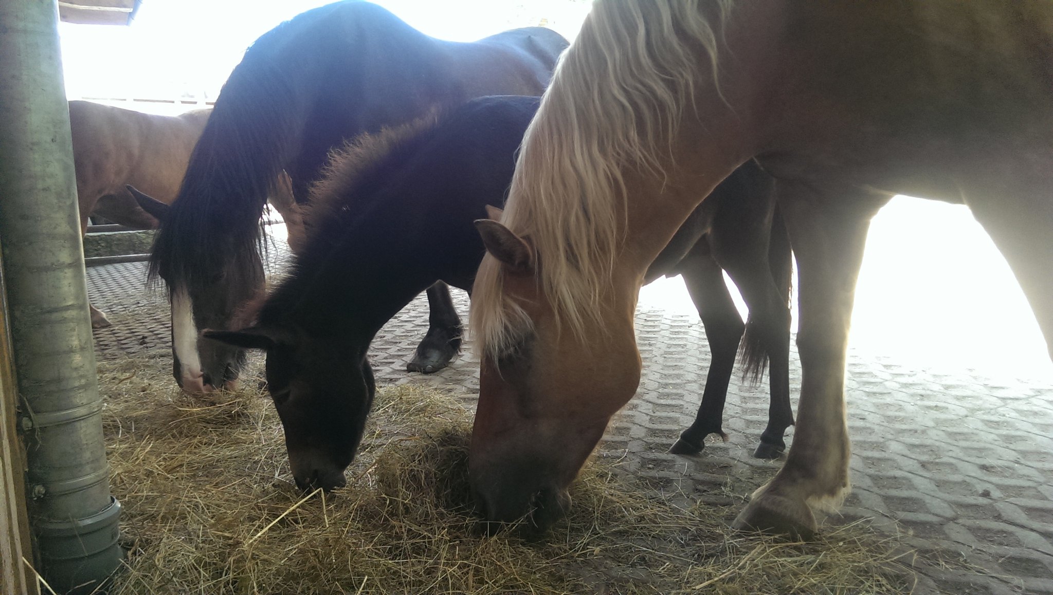 ... und die Tiere von den Bremsen zu stark geplagt sind...