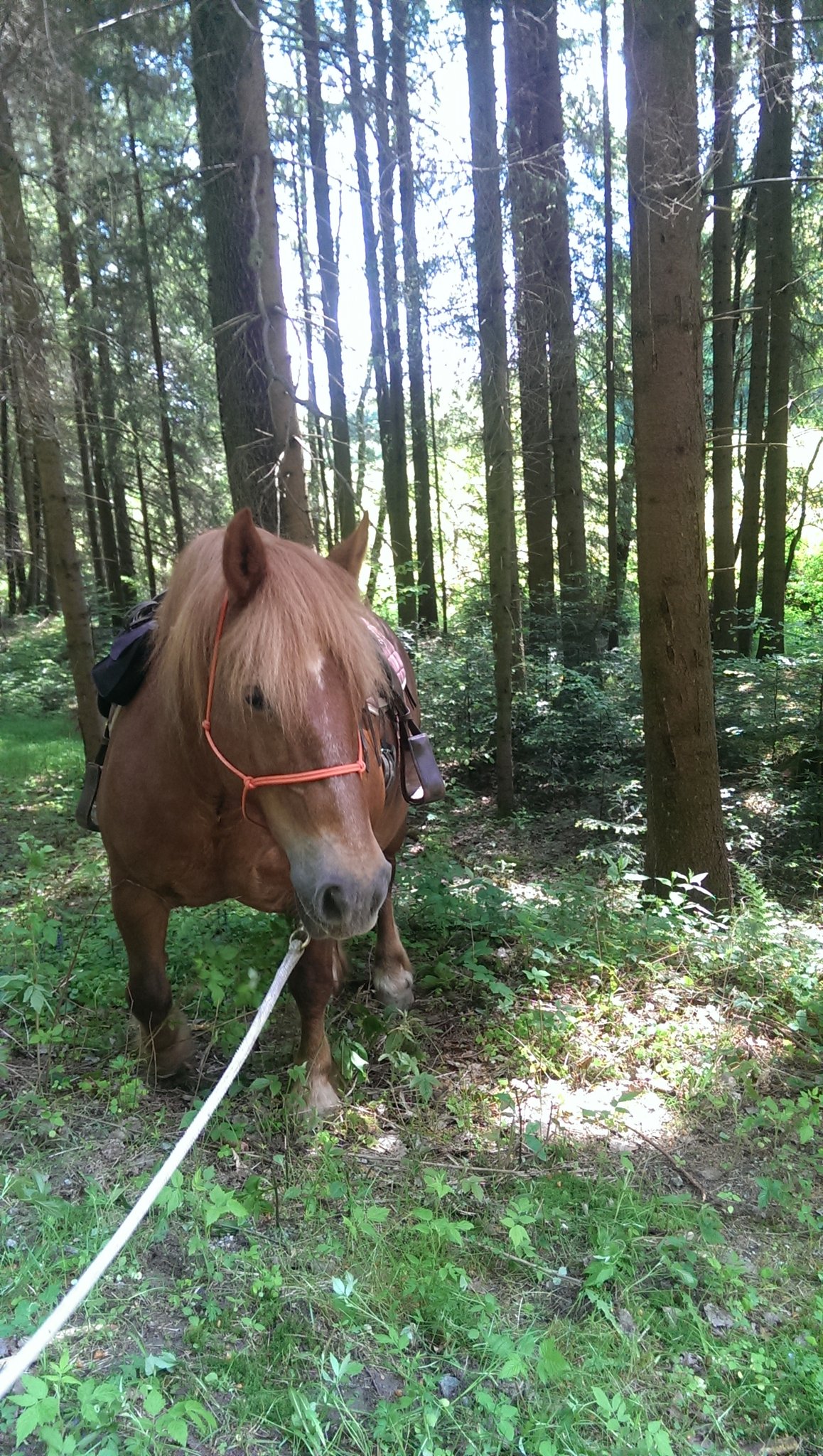 Ausritt im Frühsommer