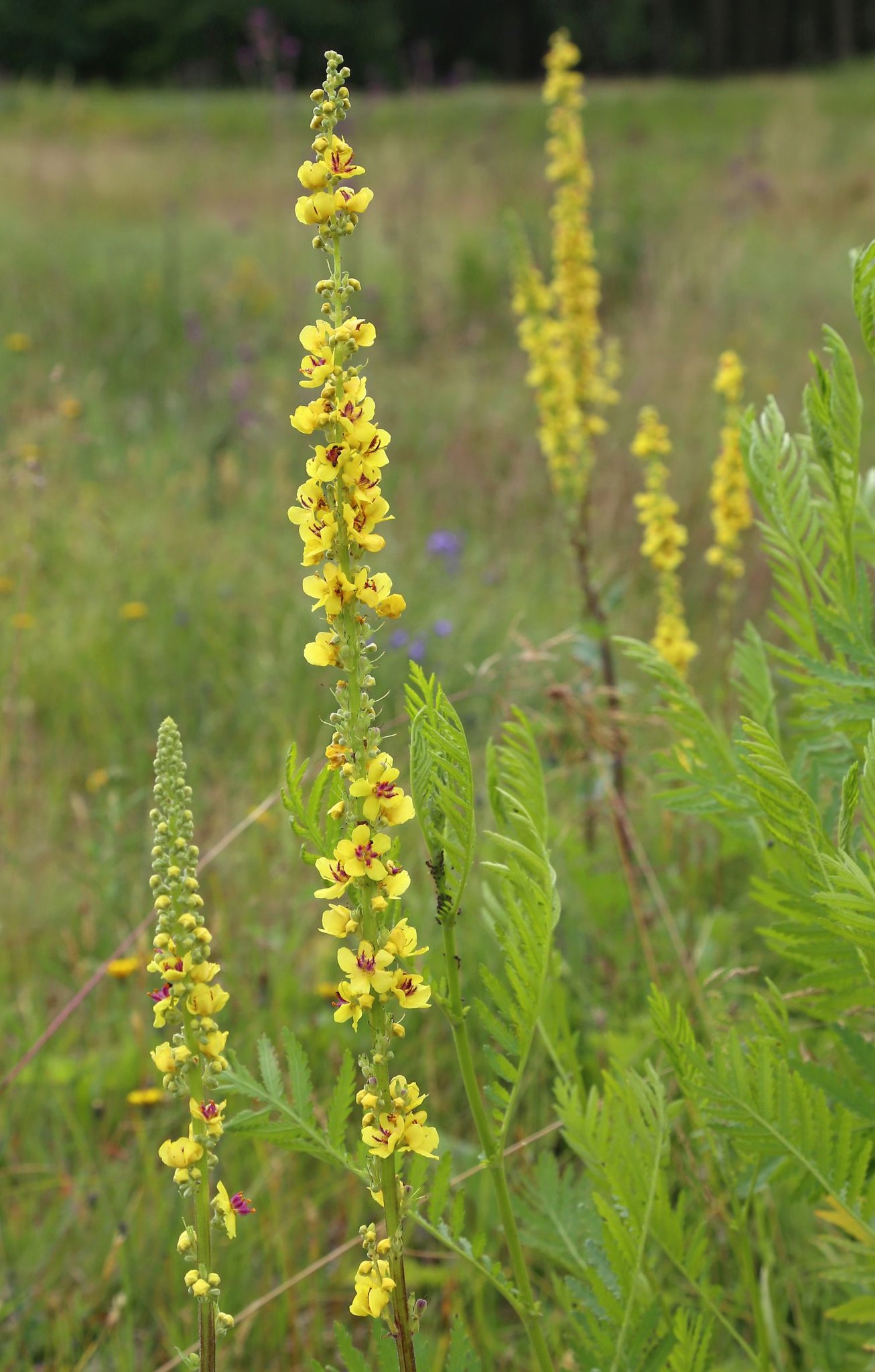 Schwarze Königskerze  (Foto: P. Bria LBV-Bildarchiv)