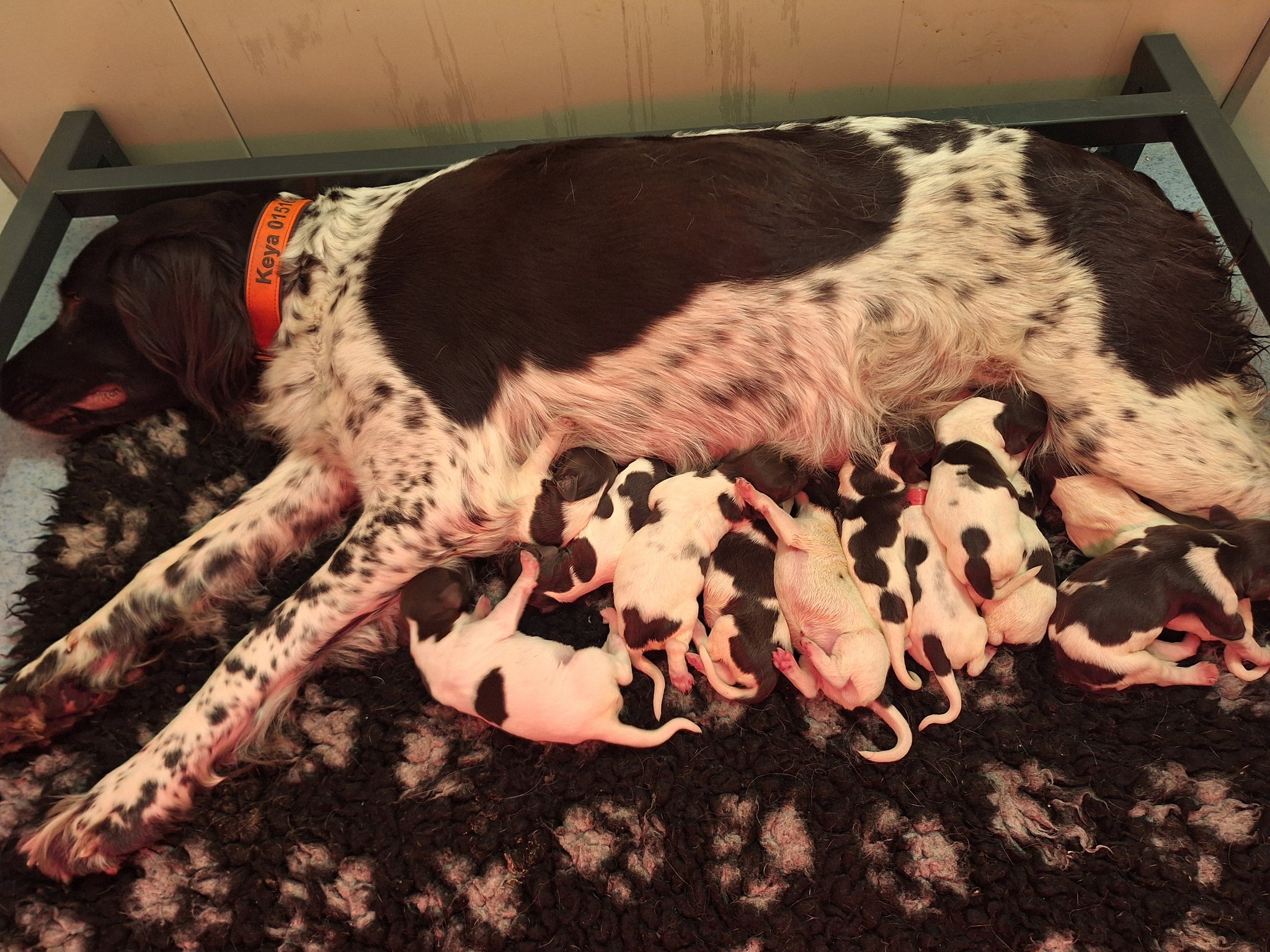 Jeder Welpe versucht, an eine der besten Zitzen zu kommen