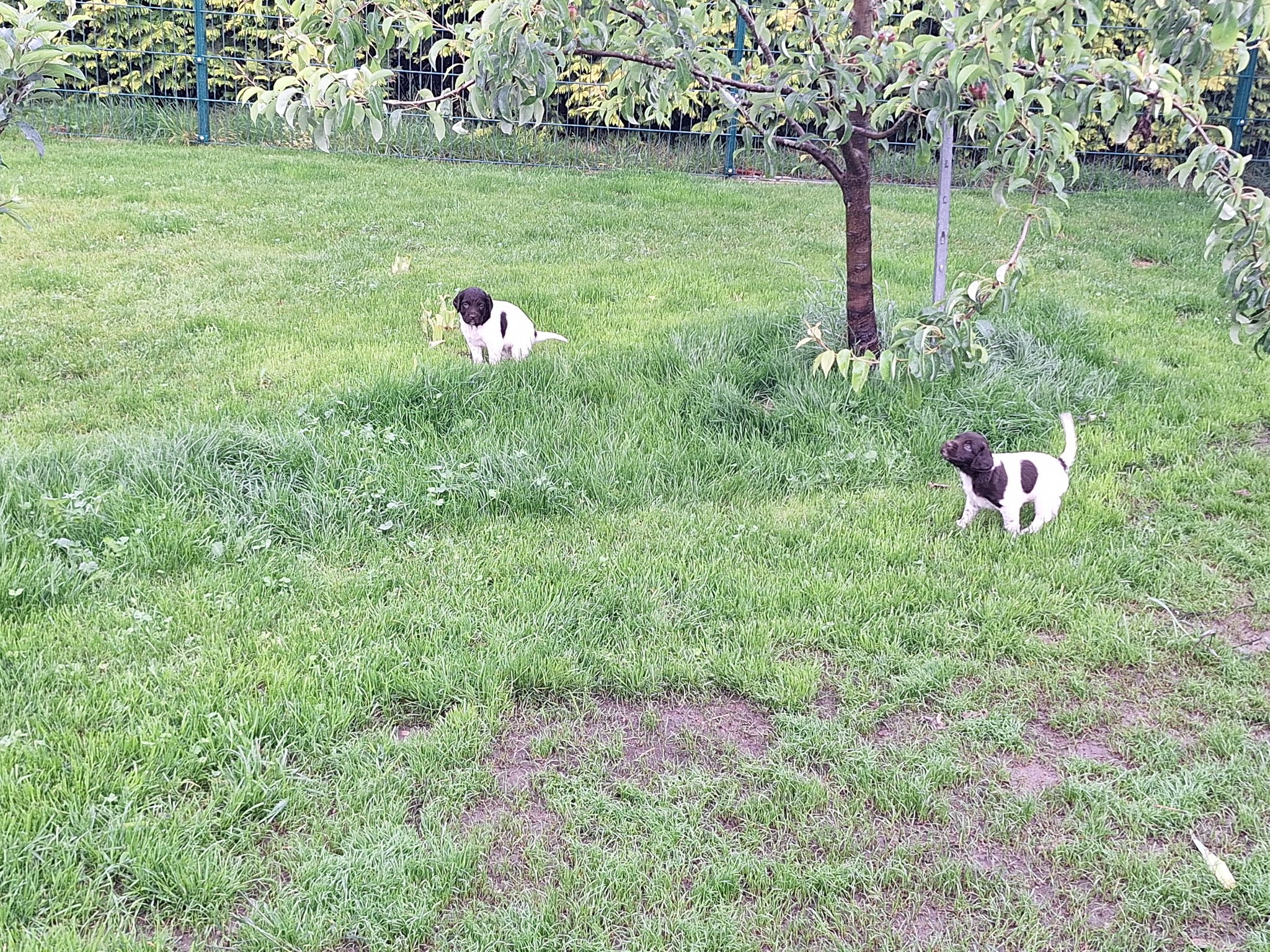 Der Welpen hat das Welpenhaus verlassen, um sich auf dem Rasen zu lösen.