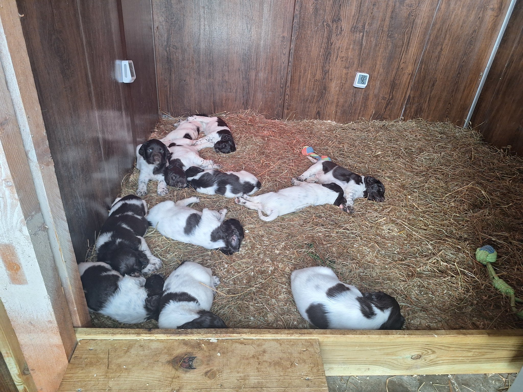 Die Aktivitätsphasen werden unterbrochen von ausgiebigen Schlafpausen