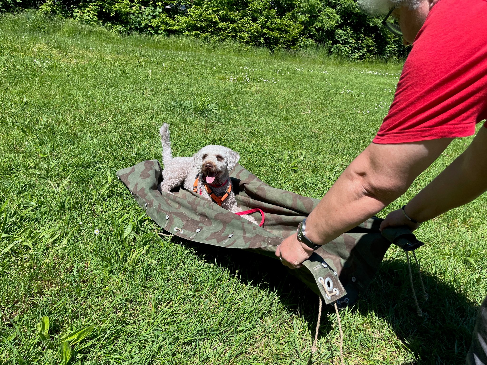 25_Hund auf Zug_KVSO