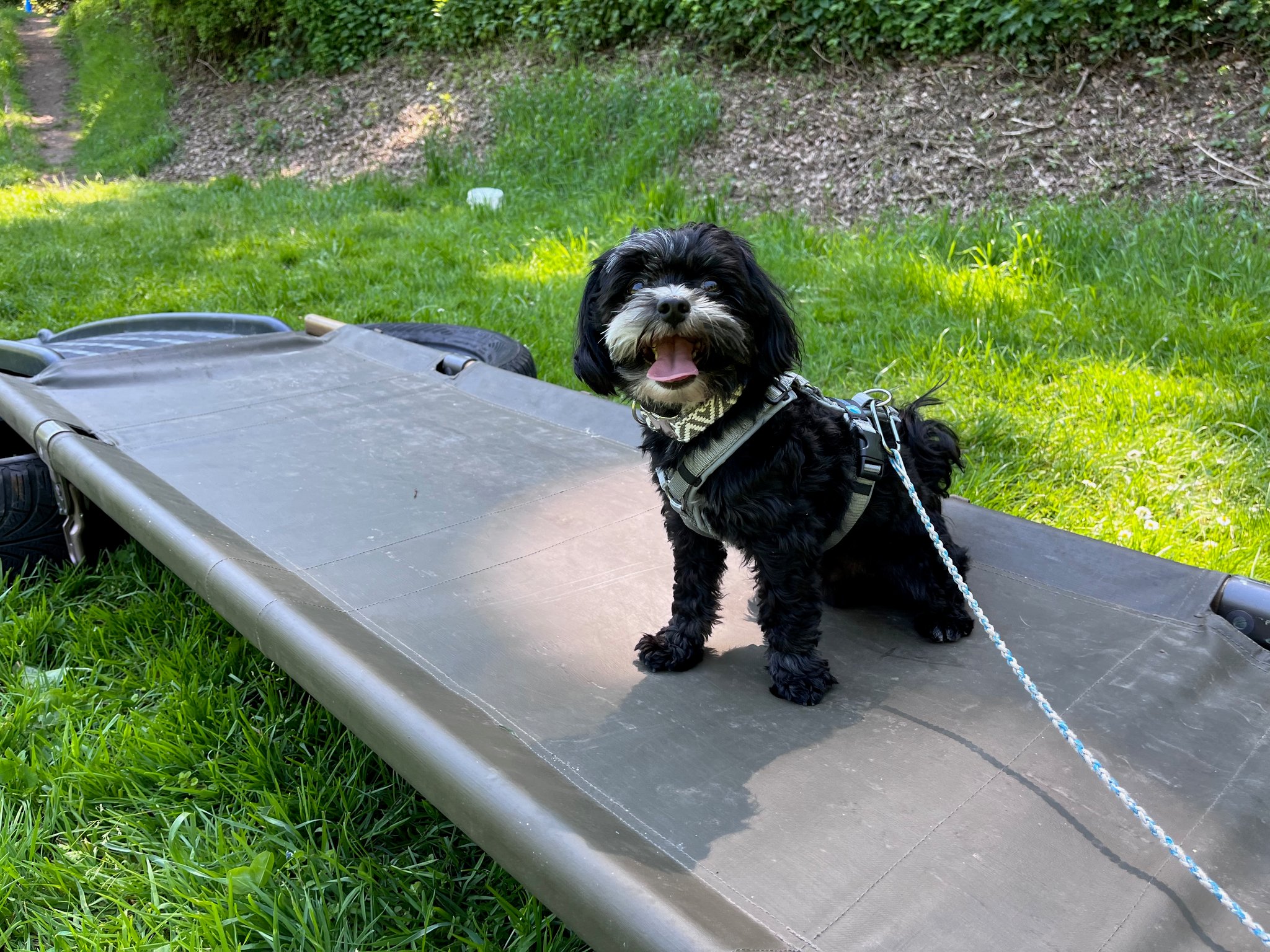 19_keiner Hund mit Standsicherheit