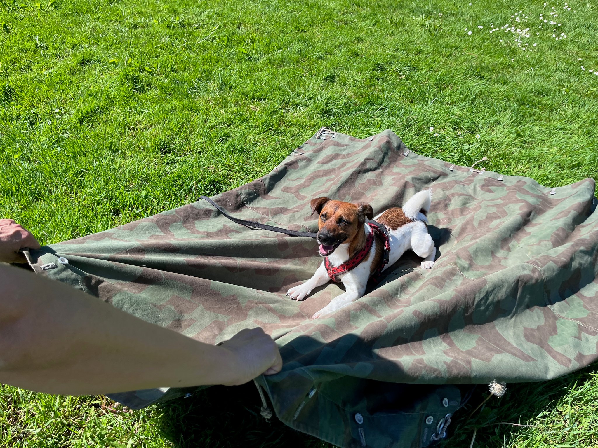 26_Hundetraining auf bewegtem Untergrund