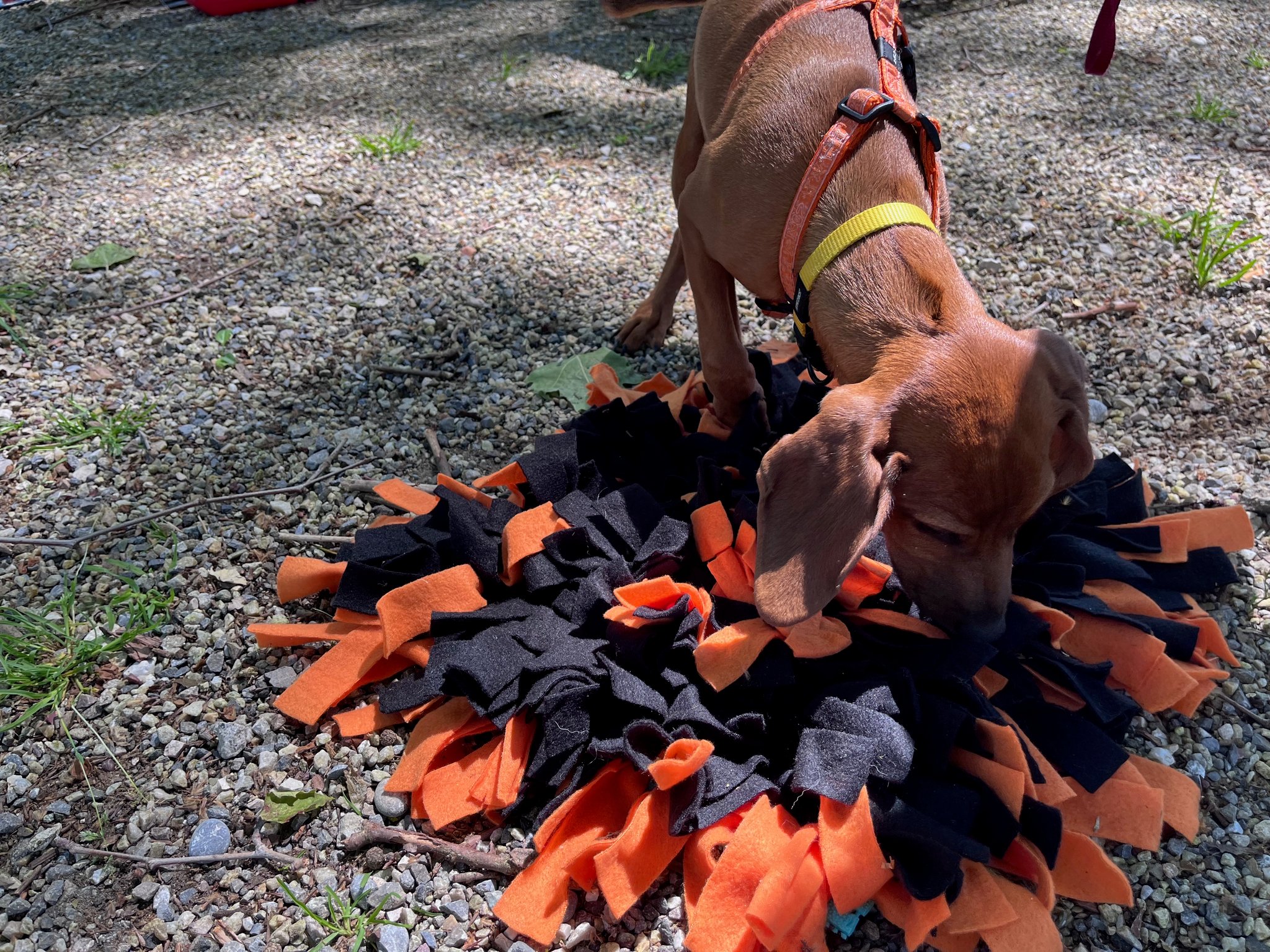 11_Schnuppererfolg_Tag des Hundes