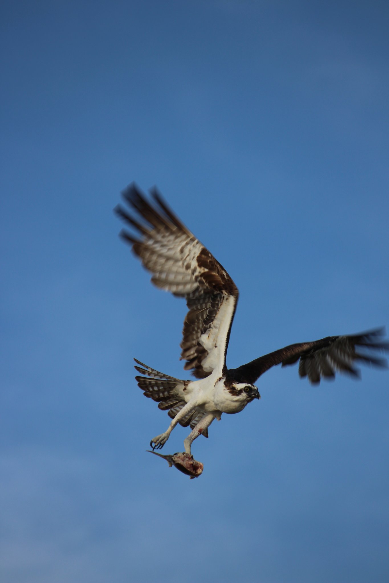 Osprey
