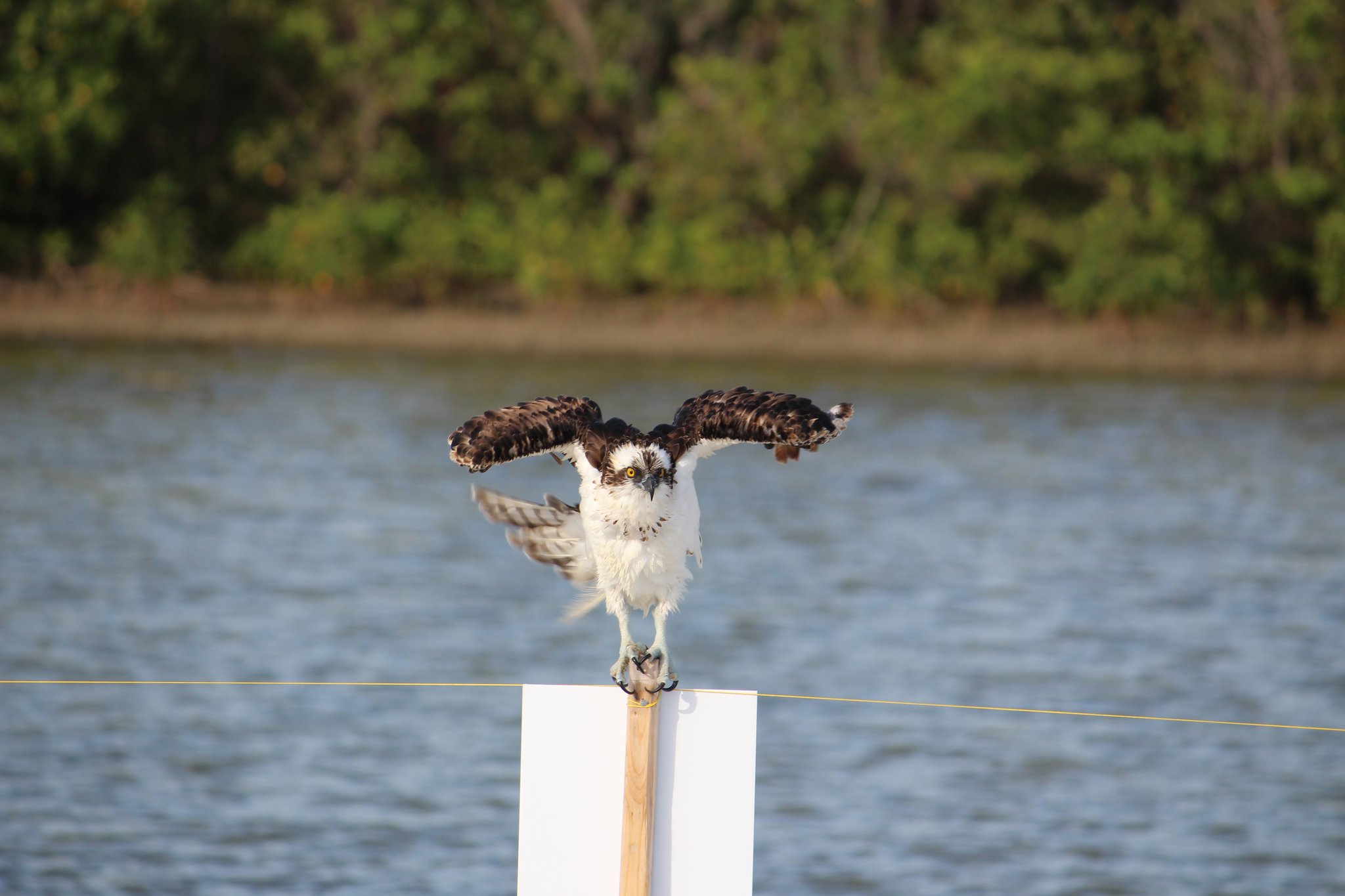 Osprey