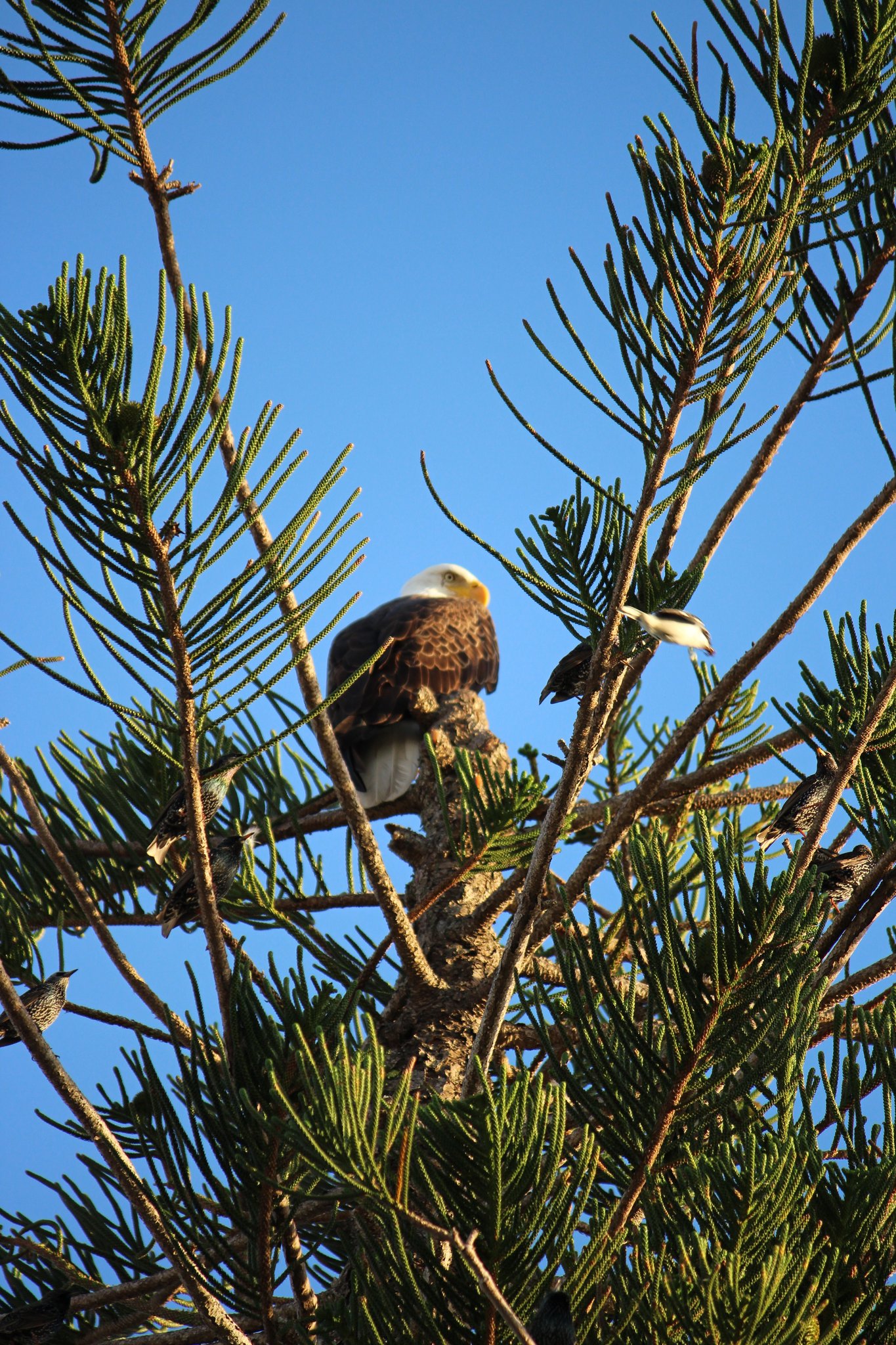 American Bald Eagle