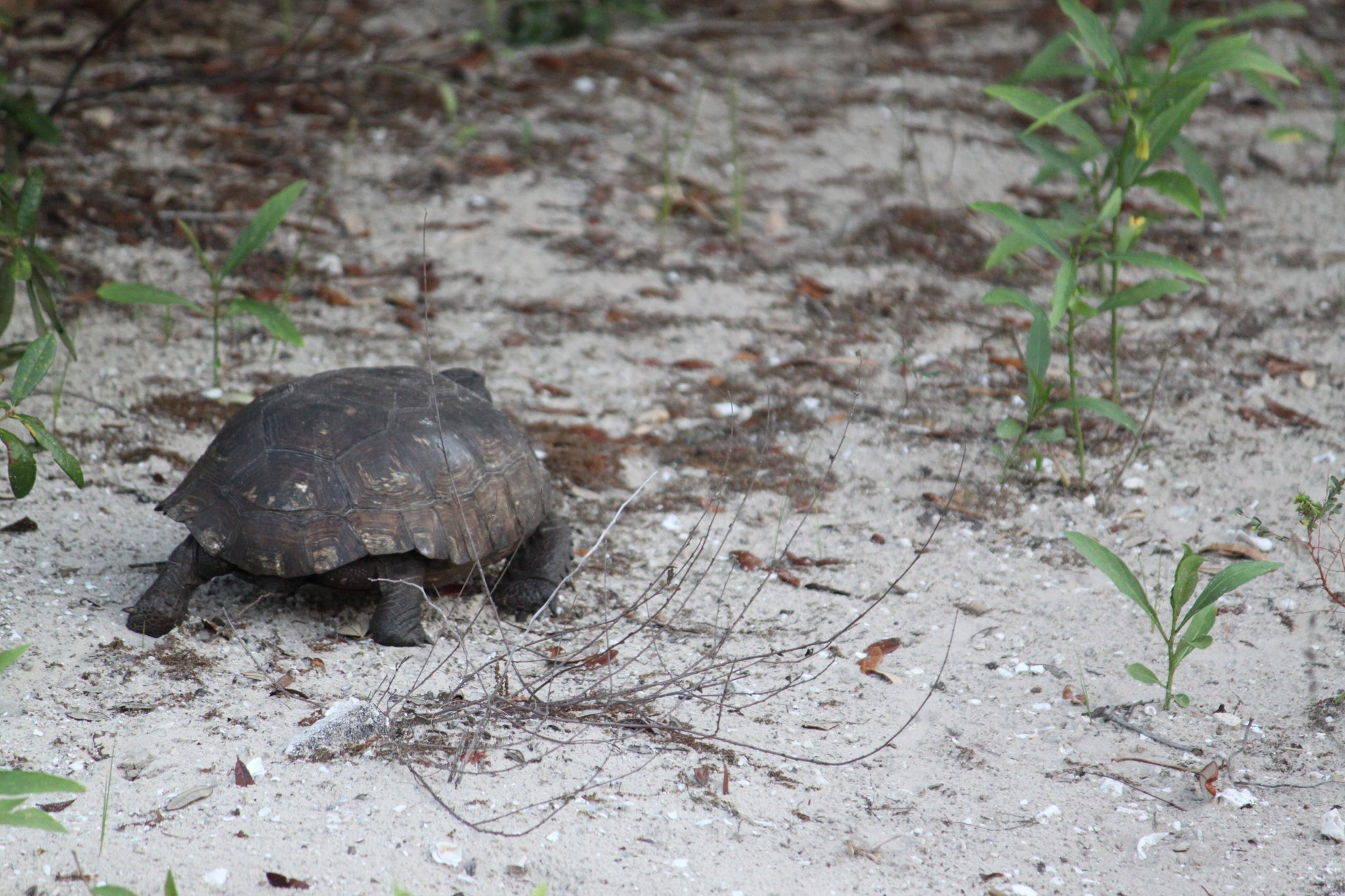 Gopher tortoises