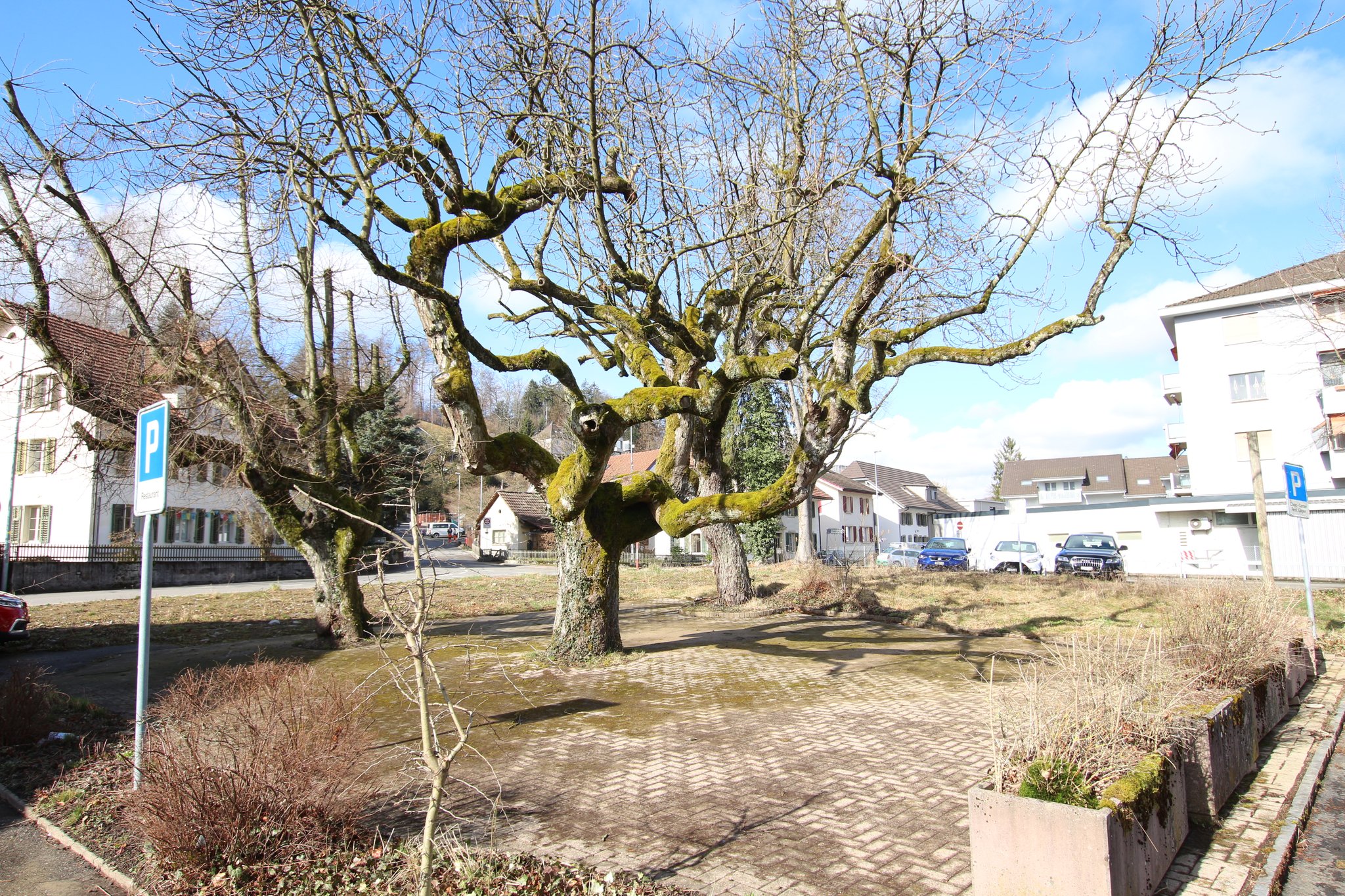 Zwei schöne, alte Kastanienbäume und eine Linde stehen auf dem Platz