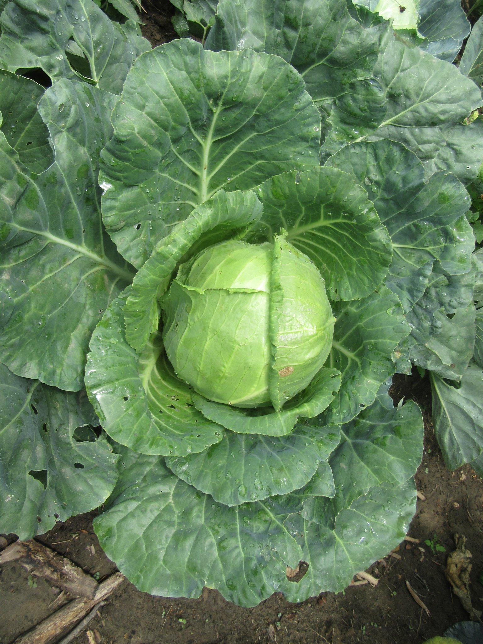 Hier schmeckt das Gemüse noch richtig gut 