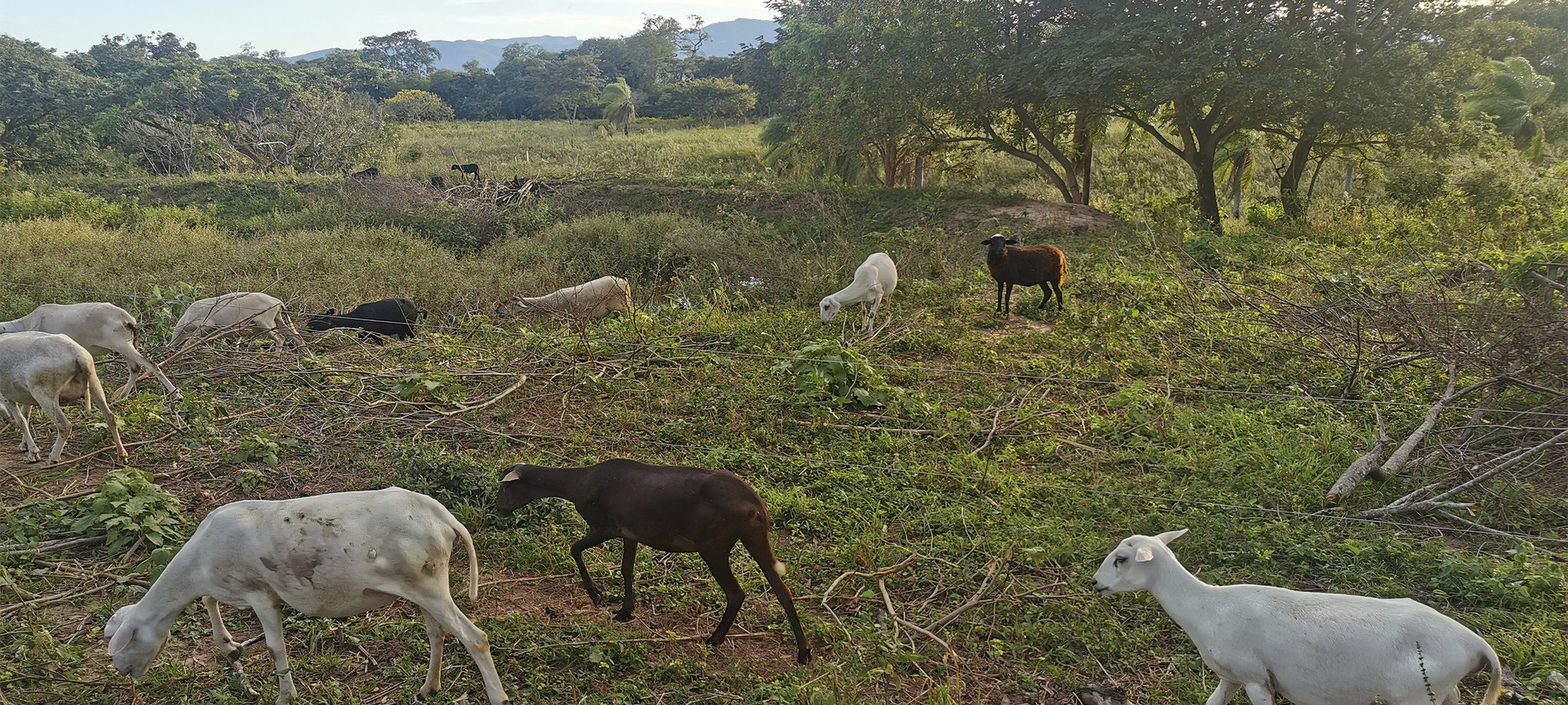 Unsere Schafherde im Tieflandterritorium, unserer "Kornkammer"