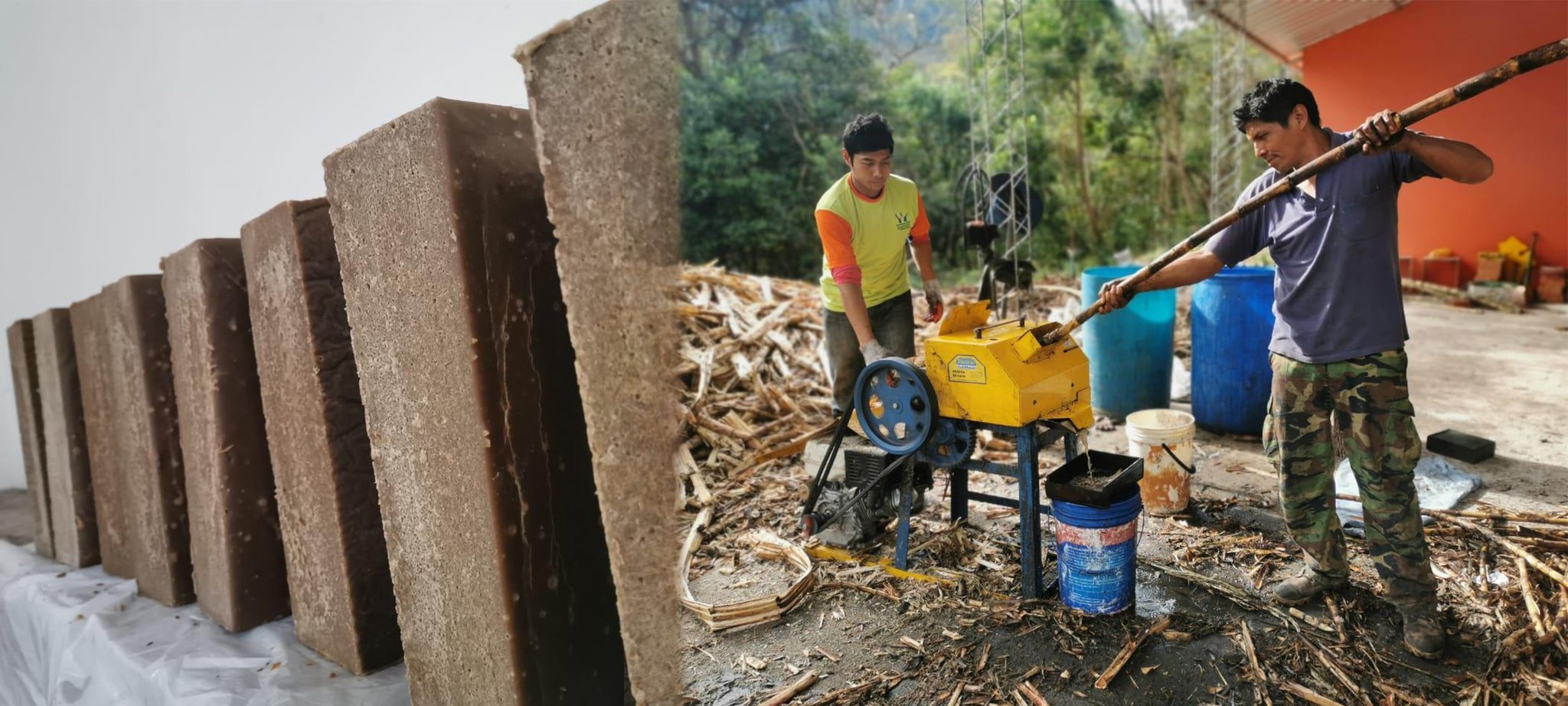 Unsere projektinterne Rohrzucker-Produktion