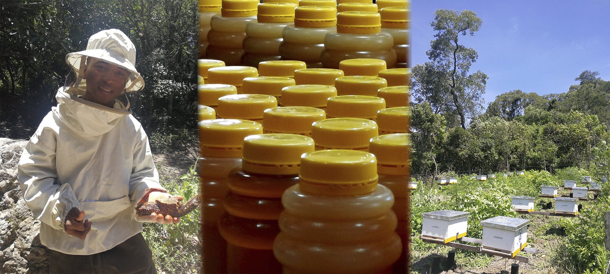 Leckerer Waldhonig aus unserer Imkerei