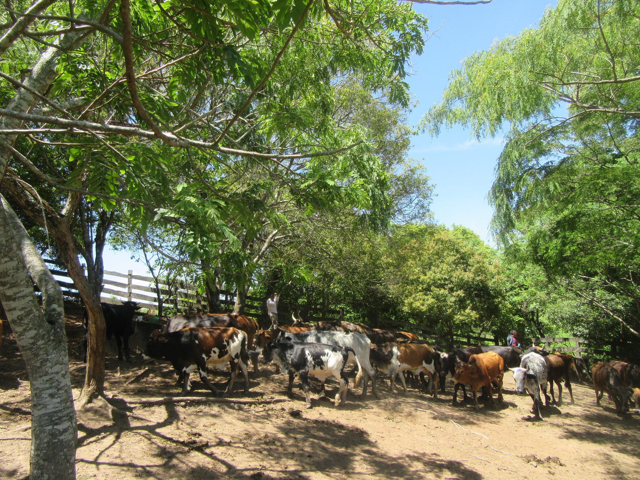 Hier ein paar unserer Rinder, die glücklich im Freien leben