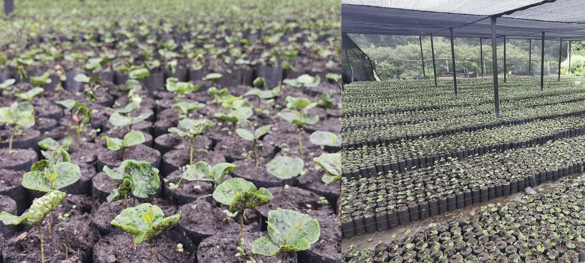 Kaffeeplanzen in unserer Baumschule