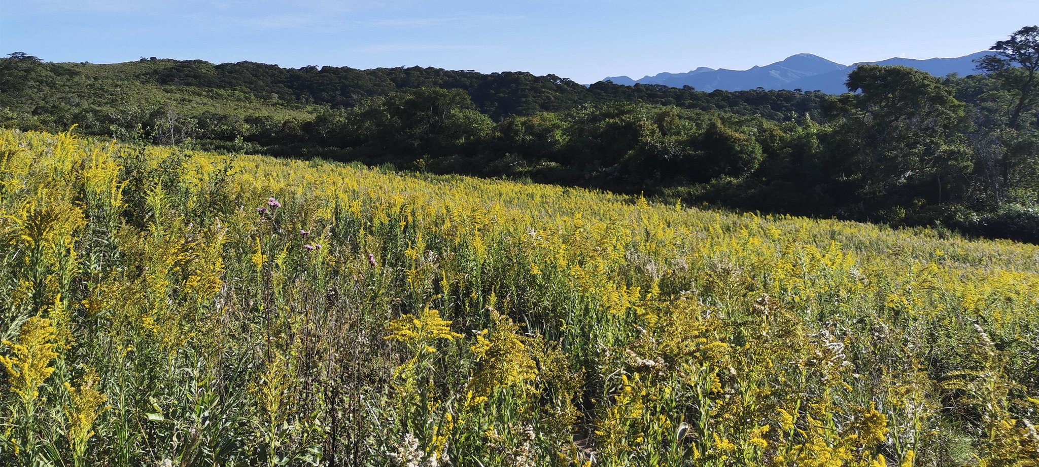 In diesem Bereich wird eine Siedlung entstehen