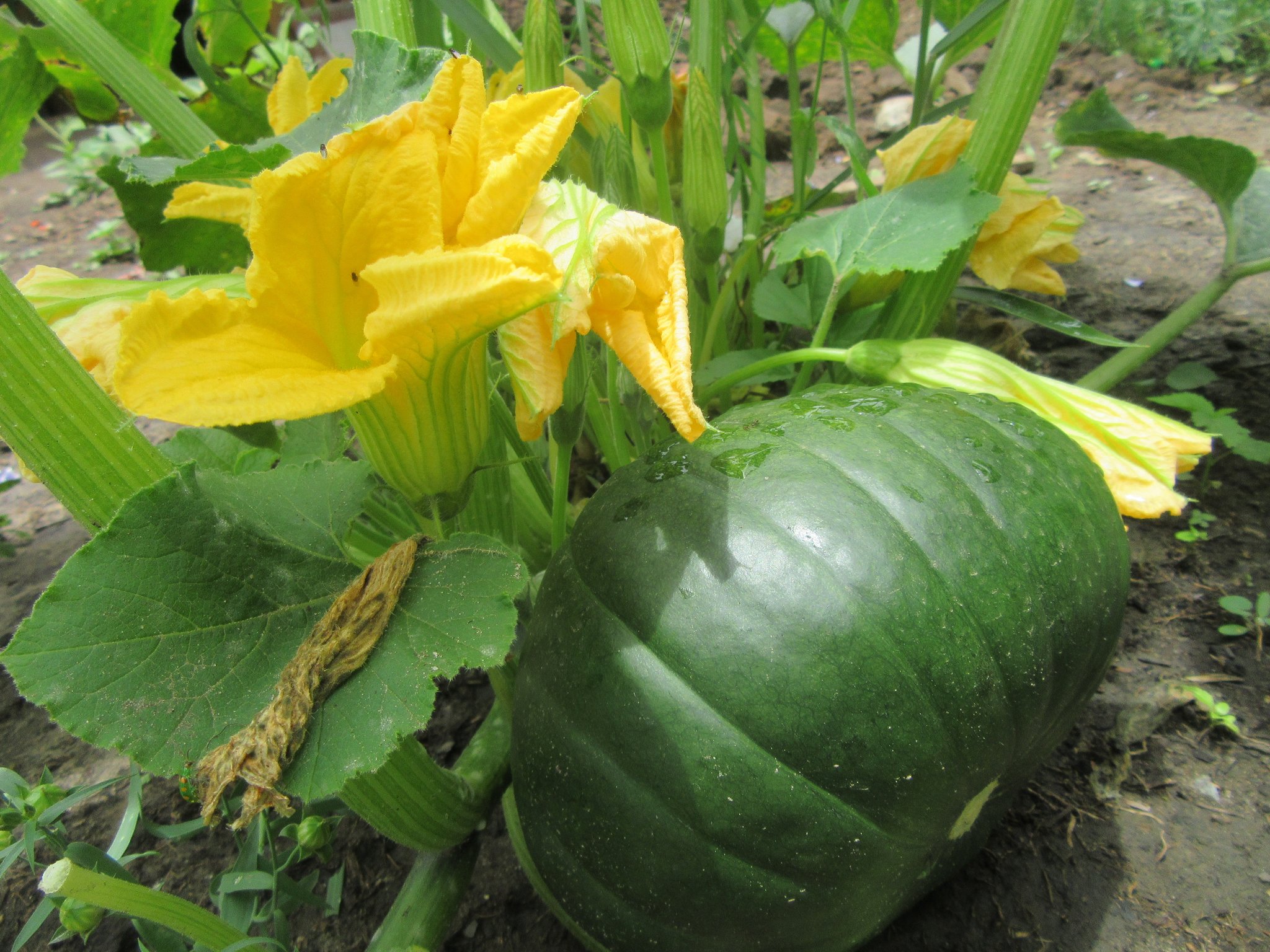Ein Gemüsegarten ist sehr ergiebig
