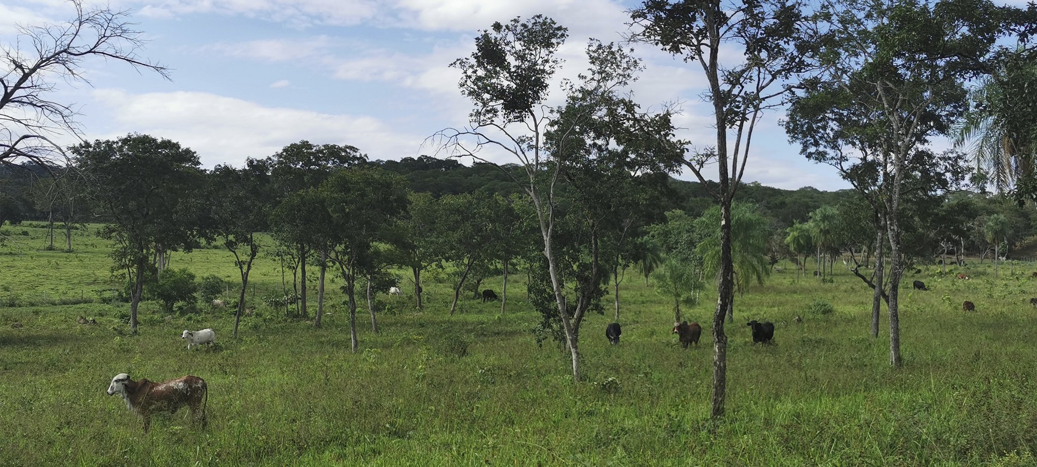 So sieht es im unteren Territorium aus, wo wir auch viele Rinder haben