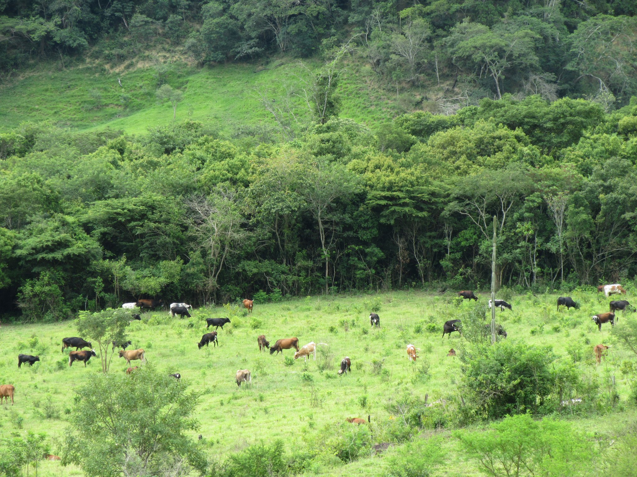 Im Zufluchtsort haben wir bereits insgesamt um die 480 Rinder