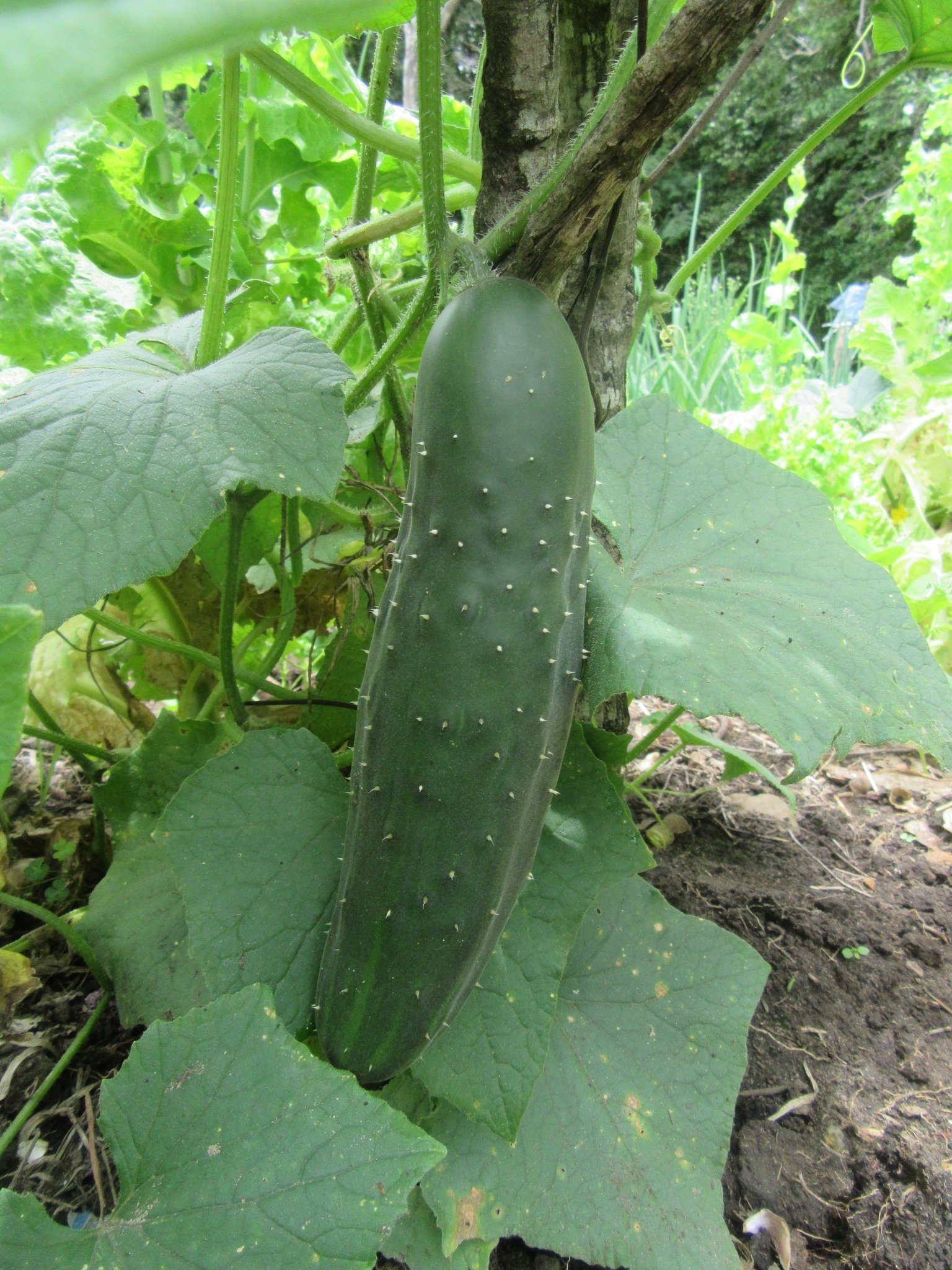 Der Boden ist sehr fruchtbar und voller Nährstoffe