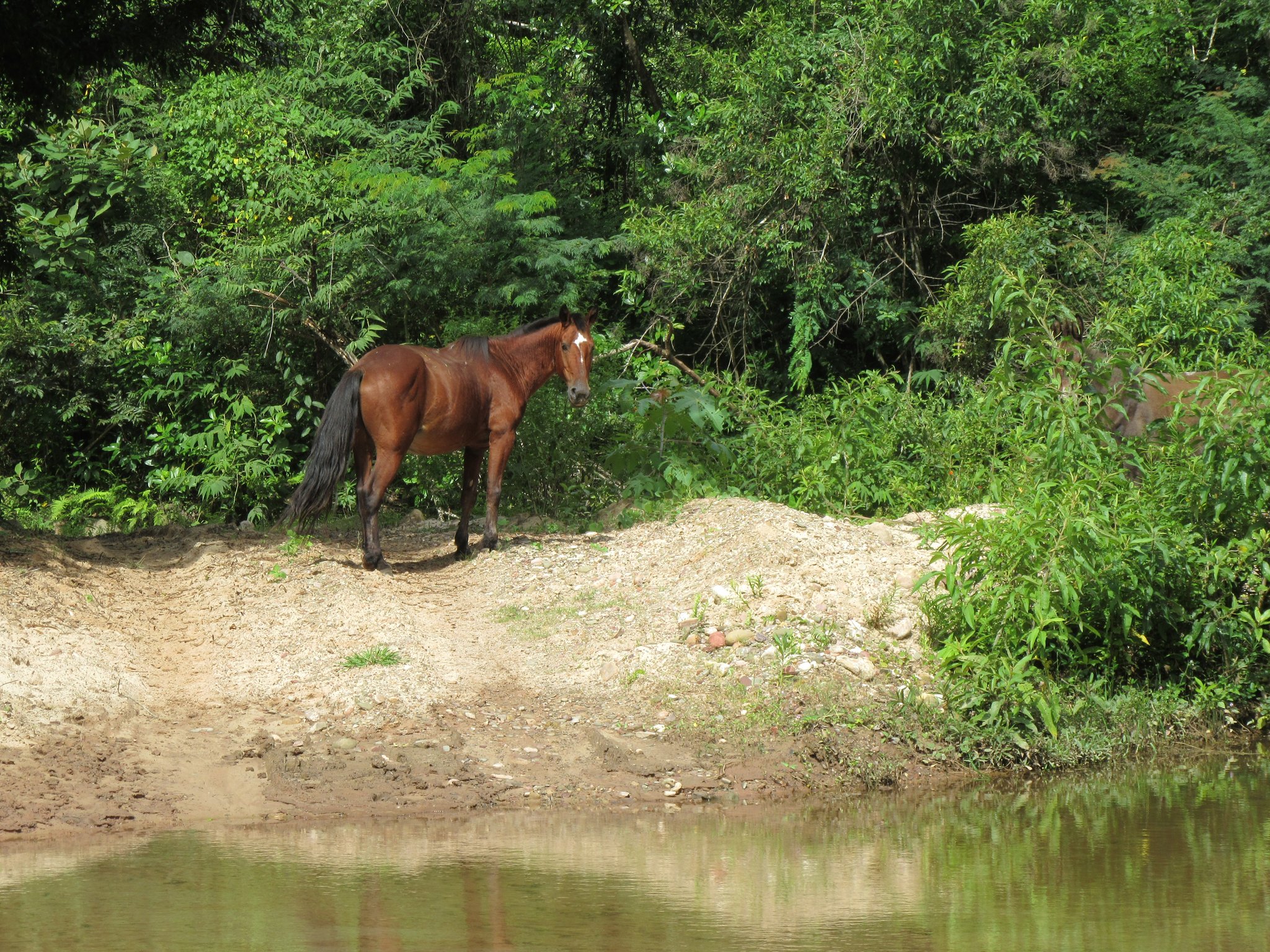 Auch Pferde leben frei und glücklich im Zufluchtsort
