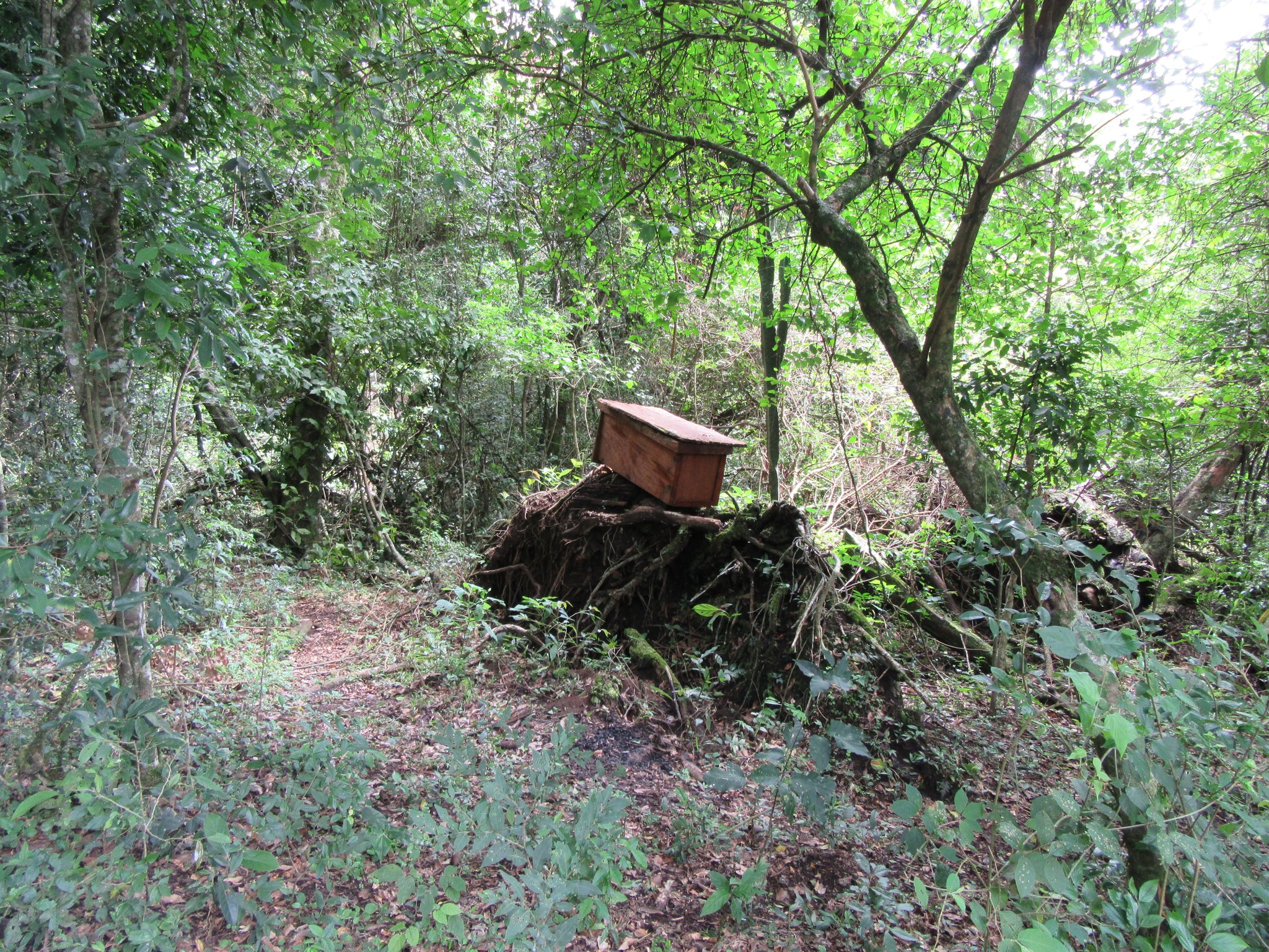 Um die 70 Bienenvölker sind bereits in Waldhonig-Produktion