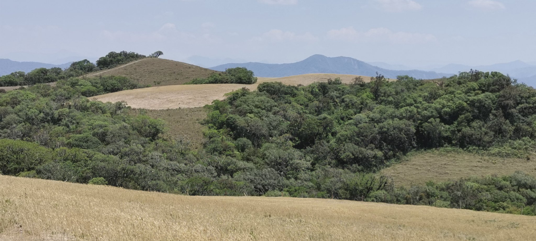 In diesem Bereich leben auch unsere Wildpferde