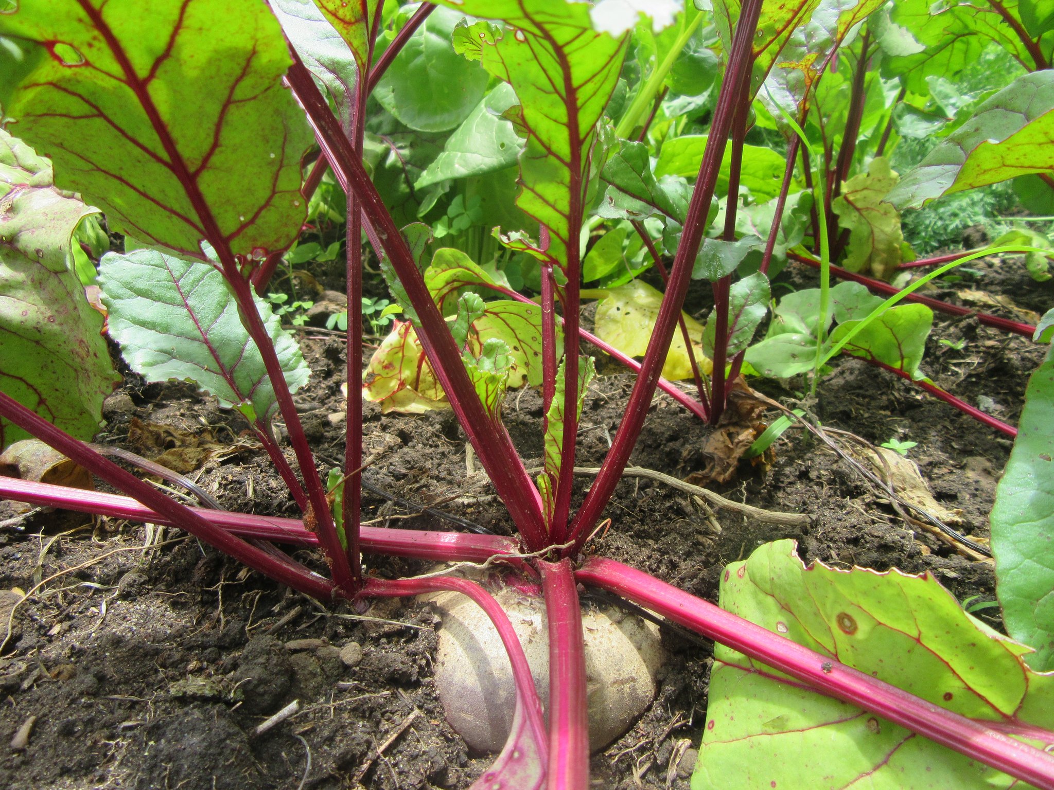 Hier wachsen so ziemlich alle Gemüsesorten