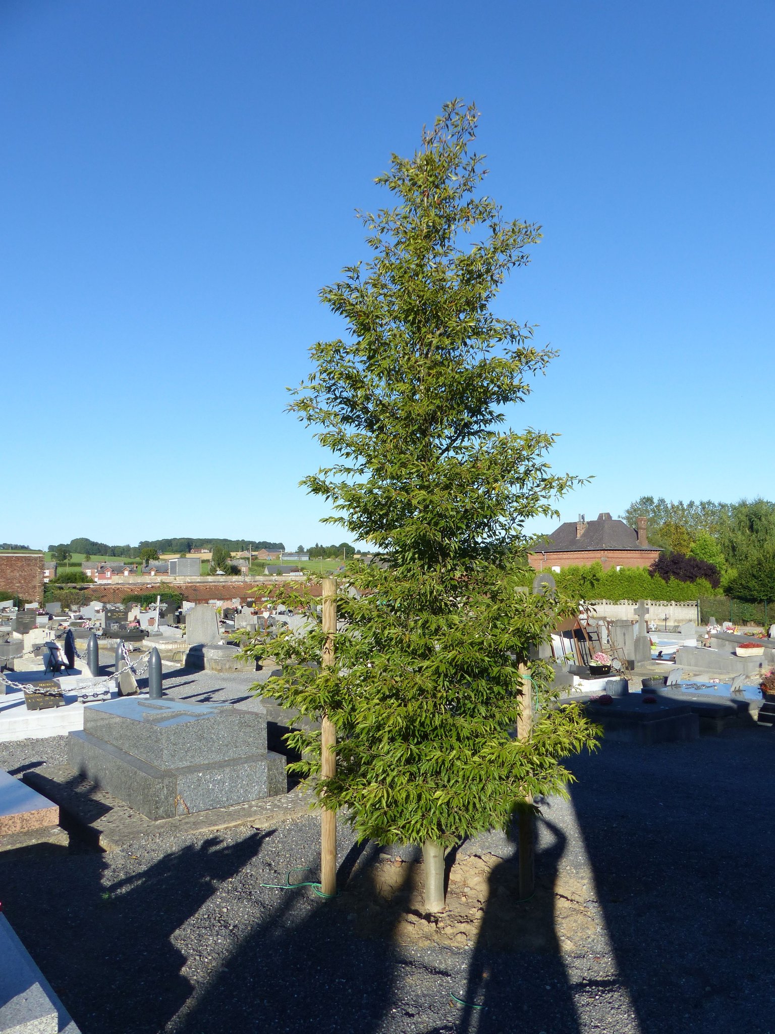 Arbre offert lors de la remise du Prix de la commémoration du Centenaire 14-18 en 2015