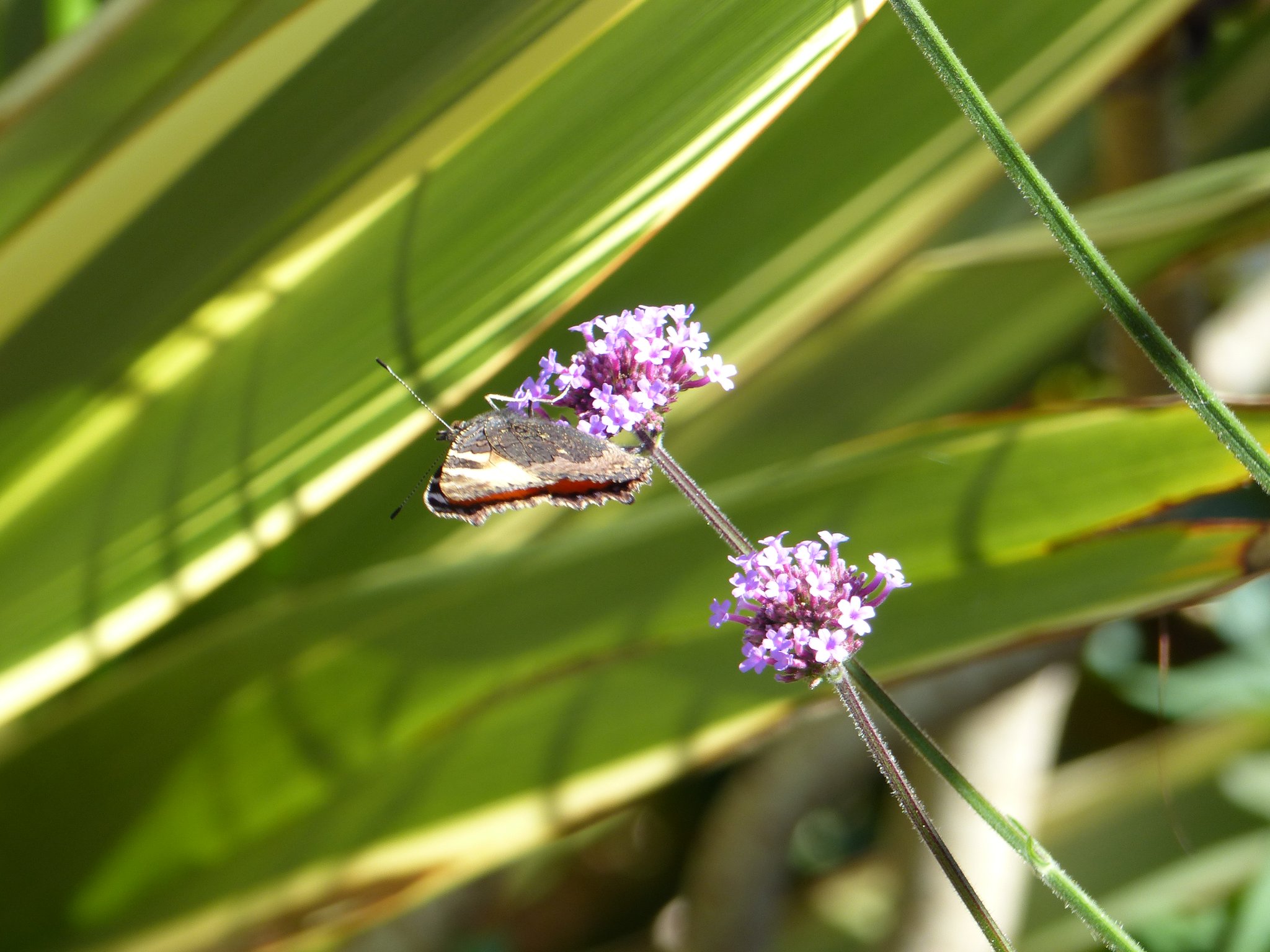 La biodiversité à Louvroil